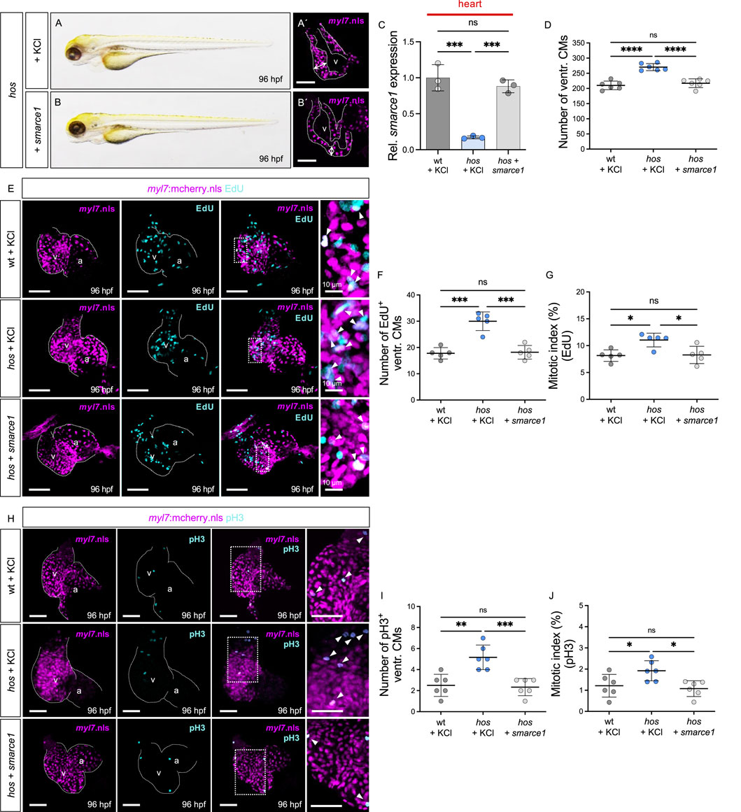 Images depict zebrafish at 96 hours post-fertilization, with panels showing genetic and chemical treatments. Panels A and B display zebrafish morphology. Panels C-J include data charts and microscopy images highlighting myl7.nls expression, EdU incorporation, and pH3 staining, indicating cellular proliferation and mitosis under different conditions. Statistical significance is noted with asterisks, comparing wild type, hos, and hos + smarce1 variants with KCl treatment. Panel C qRT-PCR results showing smarce1 expression across different conditions (or treatment).