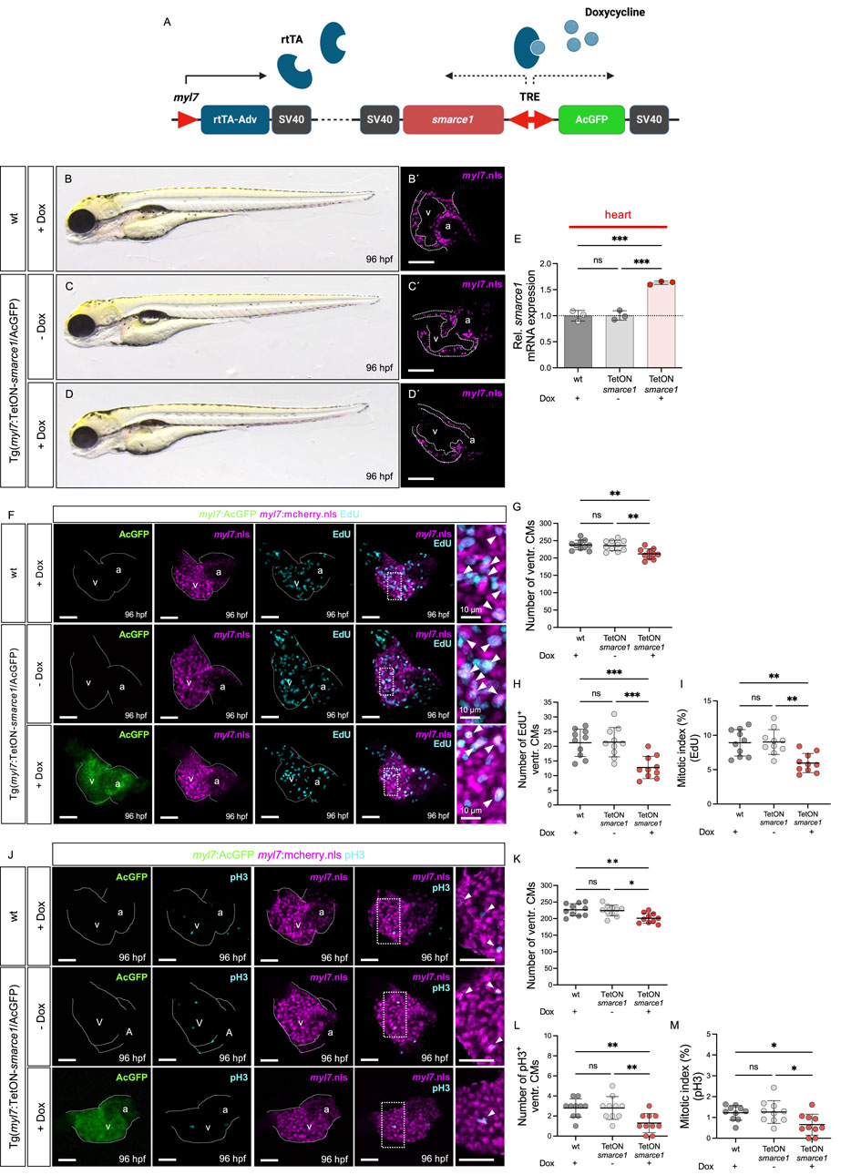 Scientific diagram illustrating experiments on zebrafish embryos and gene expression. Panels B, C, and D display side views of zebrafish embryos, while B', C', and D' show corresponding heart sections with gene expression marked in purple. Panel E features a bar graph comparing smarce1 mRNA expression across different treatments. Panels F to M include fluorescence images showing gene activation in heart tissues, with panels G, H, I, K, L, and M presenting various statistical graphs. The diagram highlights the effects of doxycycline on gene regulation, visualized through fluorescent markers and quantified by statistical analysis.