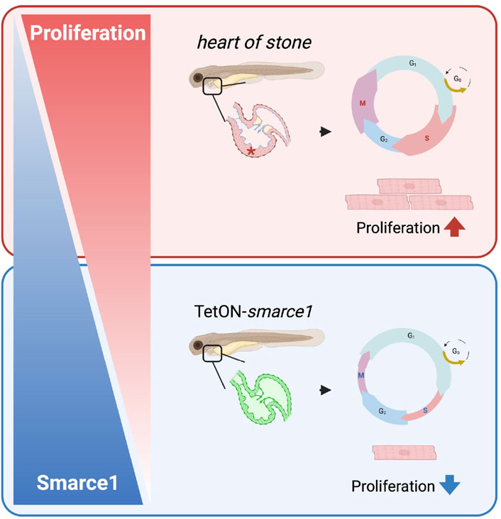 Comparison of proliferation in two scenarios. The top panel labeled