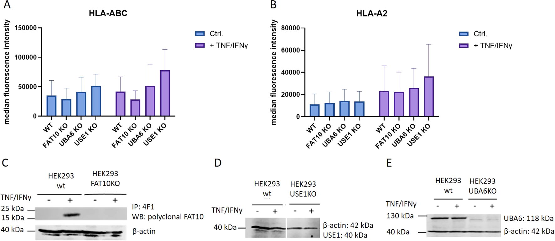 Bar and Western blot graphs analyze median fluorescenceintensity of HLA-A,B,C and HLA-A2 in wild type, FAT10 KO, UBA6 KO, and USE1 KO cells, with and without TNF/IFNg treatment. Panel C shows HEK293 cell comparison for FAT10 expression; panel D for USE1, and panel E for UBA6 expression, all with b-actin as loadingcontrol.