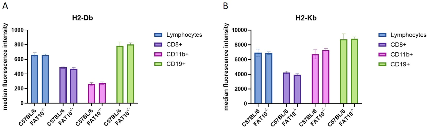 Bar graphs labeled A and B show median fluorescence intensity for different cell types: lymphocytes, CD8+, CD11b+, and CD19+ in C57BL/6 and FAT10 -/- mice. Graph A (H2-Db) and Graph B (H2-Kb) compare the intensities, with color coding: blue for lymphocytes, purple for CD8+, pink for CD11b+, and green for CD19+.
