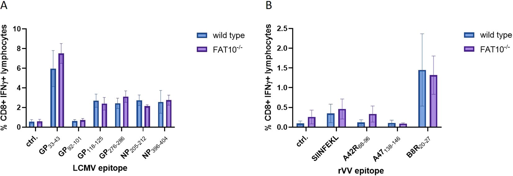 Bar graphs comparing the percentage of CD8+ IFNγ+ lymphocytes across different epitopes in wild type and FAT10 knock-out mice. Panel A shows responses to LCMV epitopes with highest response at GP33-43. Panel B shows responses to rVV epitopes, with the greatest response at B8R20-27. Wild type is shown in blue and FAT10 knock-out in purple, both with error bars.