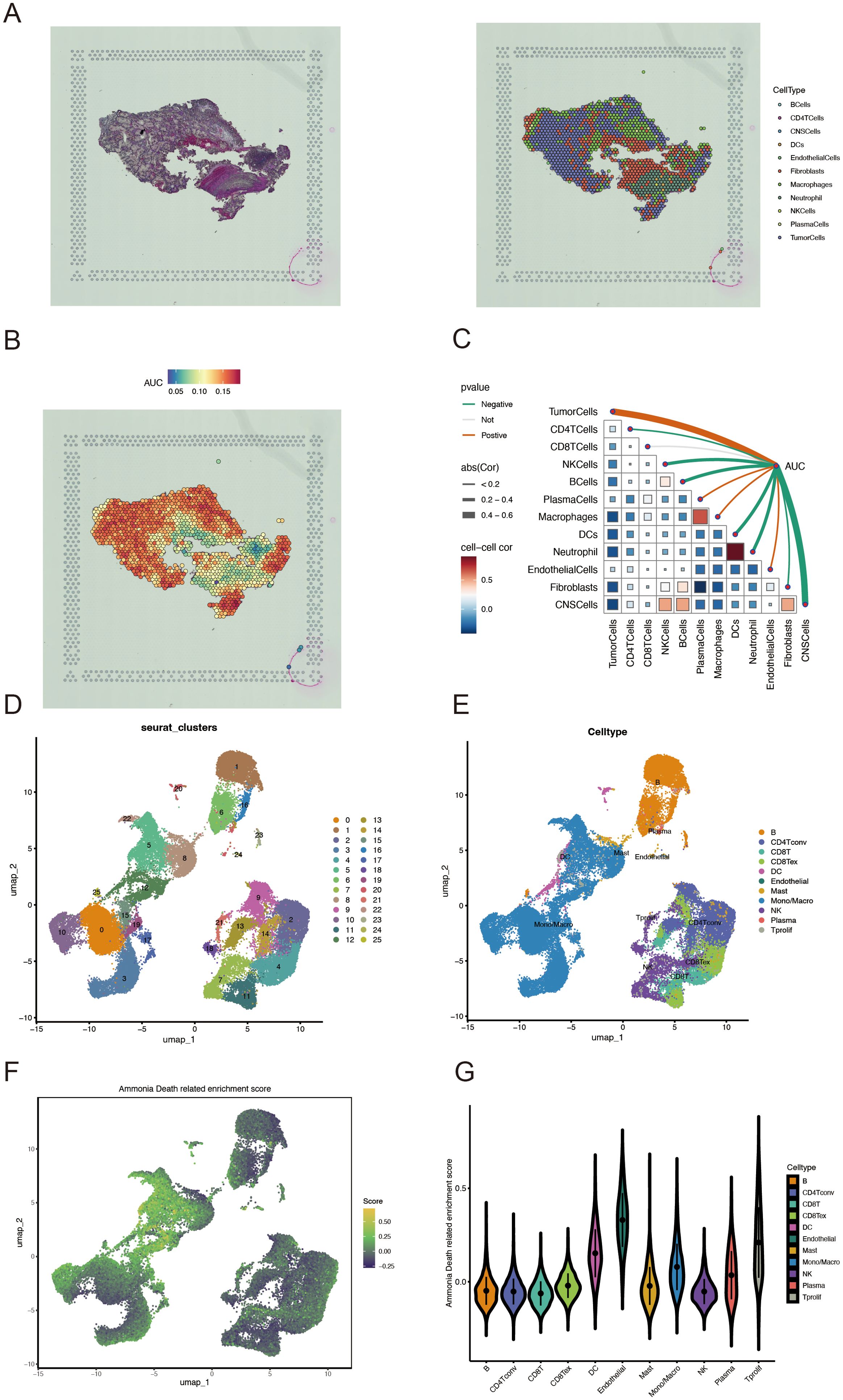 A series of figures illustrating cell analysis. A: Tissue section with various cell types identified by color. B: Heatmap showing AUC values overlayed on a tissue section, color-coded from blue to red. C: Matrix chart depicting correlations between cell types, marked by color and line thickness to show strength and direction. D: UMAP plot displaying clusters of cells, each color-coded and labeled by cluster number. E: UMAP plot with cells categorized by type, each represented by different colors. F: UMAP showing Ammonia Death related enrichment scores, with color gradient from green to purple. G: Violin plots illustrating distribution of enrichment scores across different cell types.