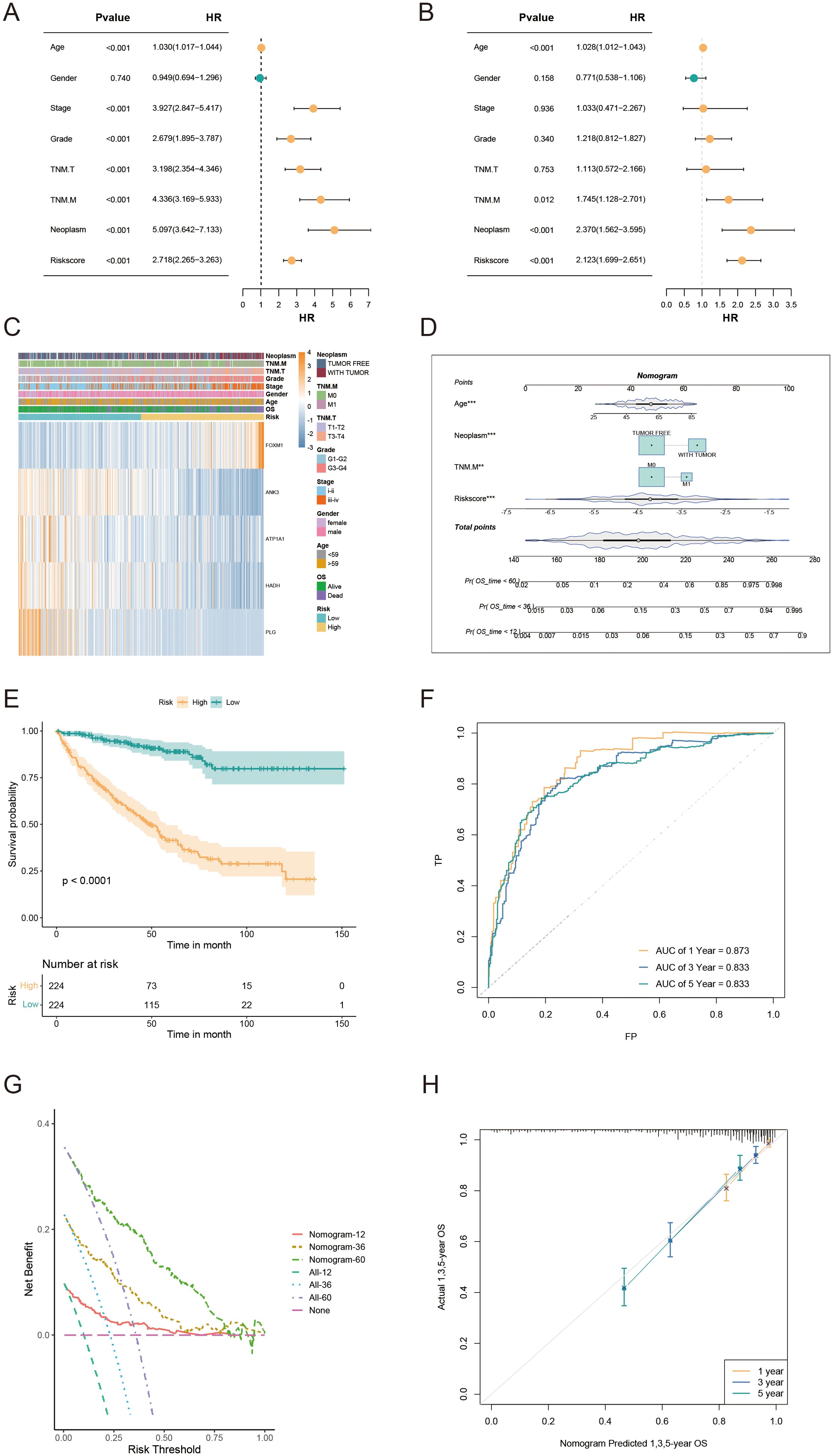 Nomogram development and evaluation for prognostic prediction in KIRC patients. (A, B) Univariate/multivariate Cox analyses of clinicopathologic traits and risk score in the TCGA-KIRC cohort. (C) Distribution of clinical characteristics and expression of model genes based on the AICD-related risk score. (D) Nomogram for predicting the prognosis of KIRC patients. (E) Kaplan-Meier survival analysis comparing LR and HR groups based on the nomogram score. (F) ROC curve analysis of the nomogram in the TCGA-KIRC cohort. (G) Calibration plots for predicting 1-, 3-, and 5-year overall survival in TCGA-KIRC. (H) DCA showing the net benefits of the nomogram compared to other clinical characteristics.