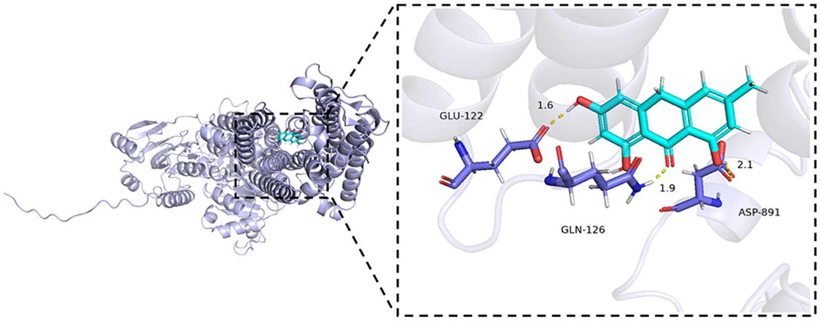 Molecular structure diagram showing protein interactions. The left panel displays a detailed protein structure with helices. The right panel is a zoomed-in view, highlighting a molecular interaction involving GLU-122, GLN-126, and ASP-891. Distances in angstroms are indicated between certain atoms.