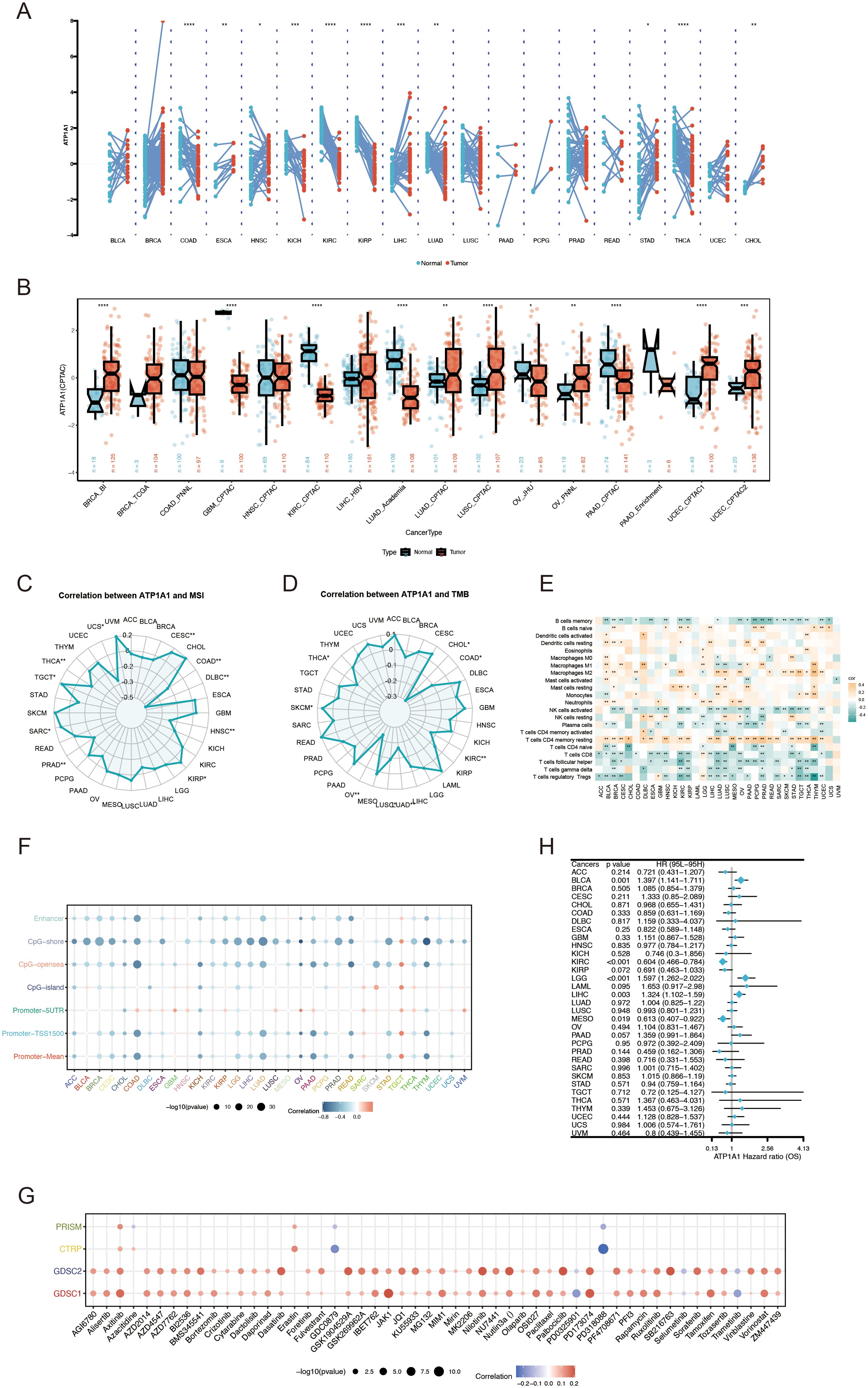 Pan-cancer analysis of ATP1A1 expression, immune features, and genetic alterations. (A) ATP1A1 expression levels across TCGA tumor types and adjacent normal tissues. (B) Differential ATP1A1 protein levels (mass spectrometry) between cancer and normal tissues in the CPTAC database. (C) Correlation between ATP1A1 expression and MSI across TCGA datasets. (D) Association between ATP1A1 expression and TMB in TCGA datasets. (E) Heatmap showing the relationship between ATP1A1 expression and immune cell infiltration among various cancers. (F) Pearson correlation between ATP1A1 expression and immune-related genes in pan-cancer. (G) Spearman correlation between ATP1A1 expression and chemotherapy drug sensitivity across pan-cancer. (H) Pancancer Cox regression analysis of ATP1A1 as a prognostic factor across TCGA cancers.