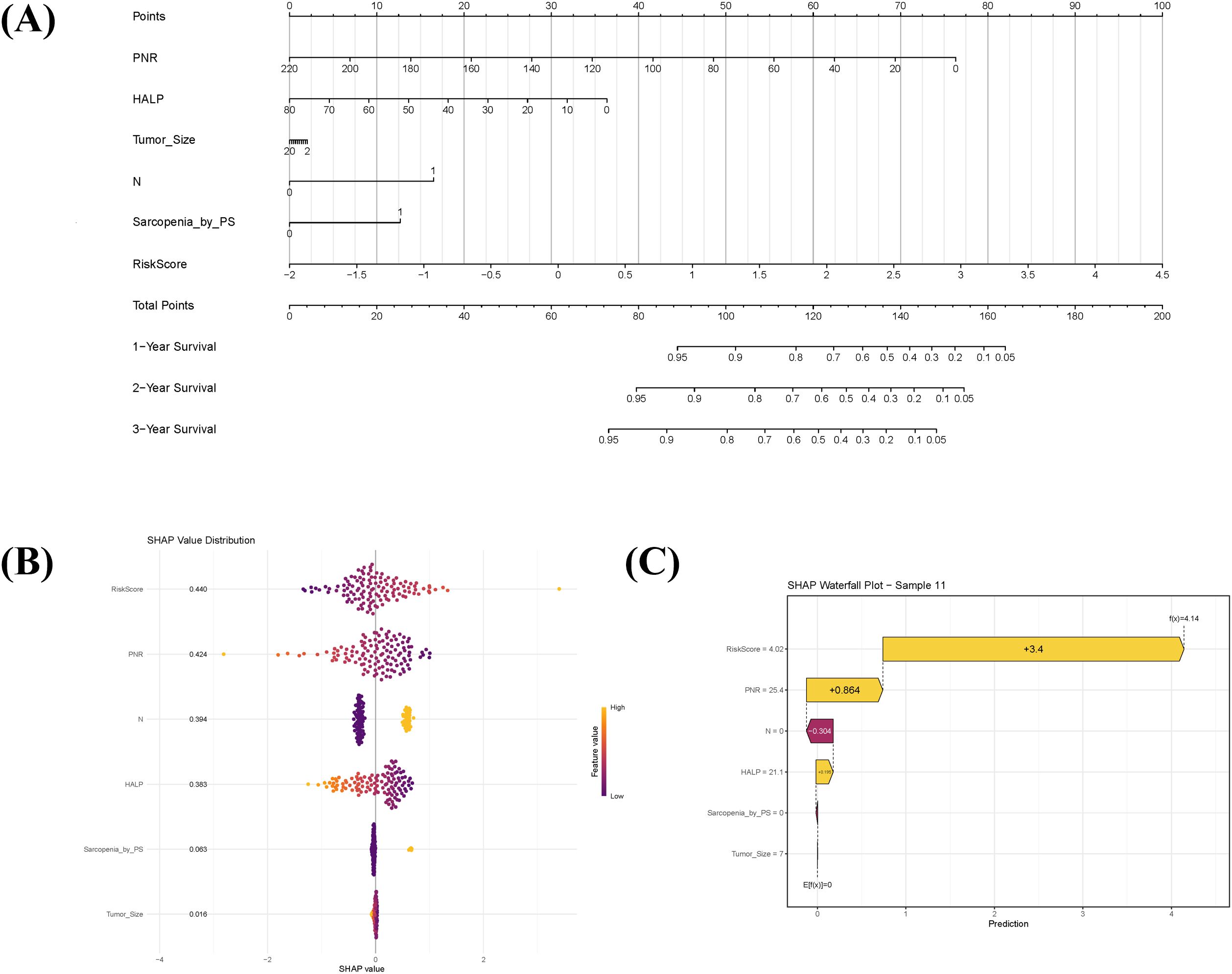 (A) Nomogram predicting 1-year, 2-year, and 3-year survival based on variables like PNR, HALP, tumor size, N, and sarcopenia. (B) SHAP value distribution chart indicating feature significance for risk score, PNR, N, HALP, sarcopenia, and tumor size, colored by feature value from low to high. (C) SHAP waterfall plot for a sample, showing contributions of individual features to the prediction with values and colors representing impact.