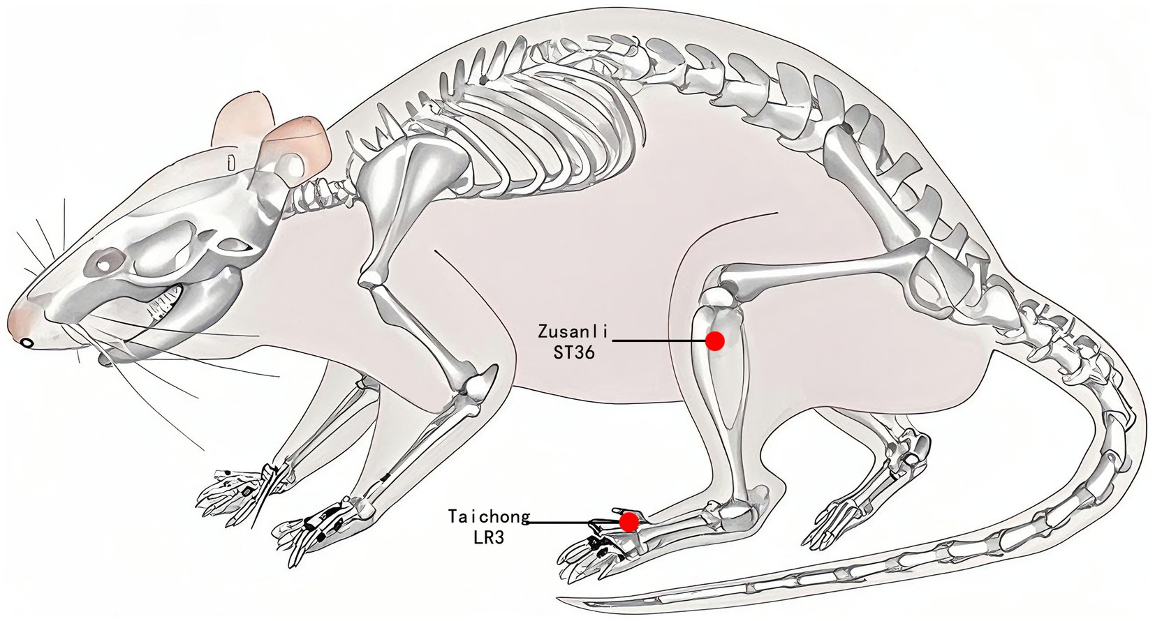 Illustration of a rat showing its skeletal structure with two acupuncture points marked. The Zusanli (ST36) point is on the hind leg, and the Taichong (LR3) point is on the forefoot.