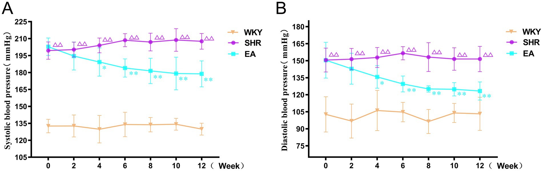 Line graphs labeled A and B show blood pressure changes over 12 weeks for WKY, SHR, and EA groups. Graph A displays systolic blood pressure, while graph B shows diastolic blood pressure. WKY has consistently low values, SHR remains high, and EA decreases over time with significant differences marked by asterisks.