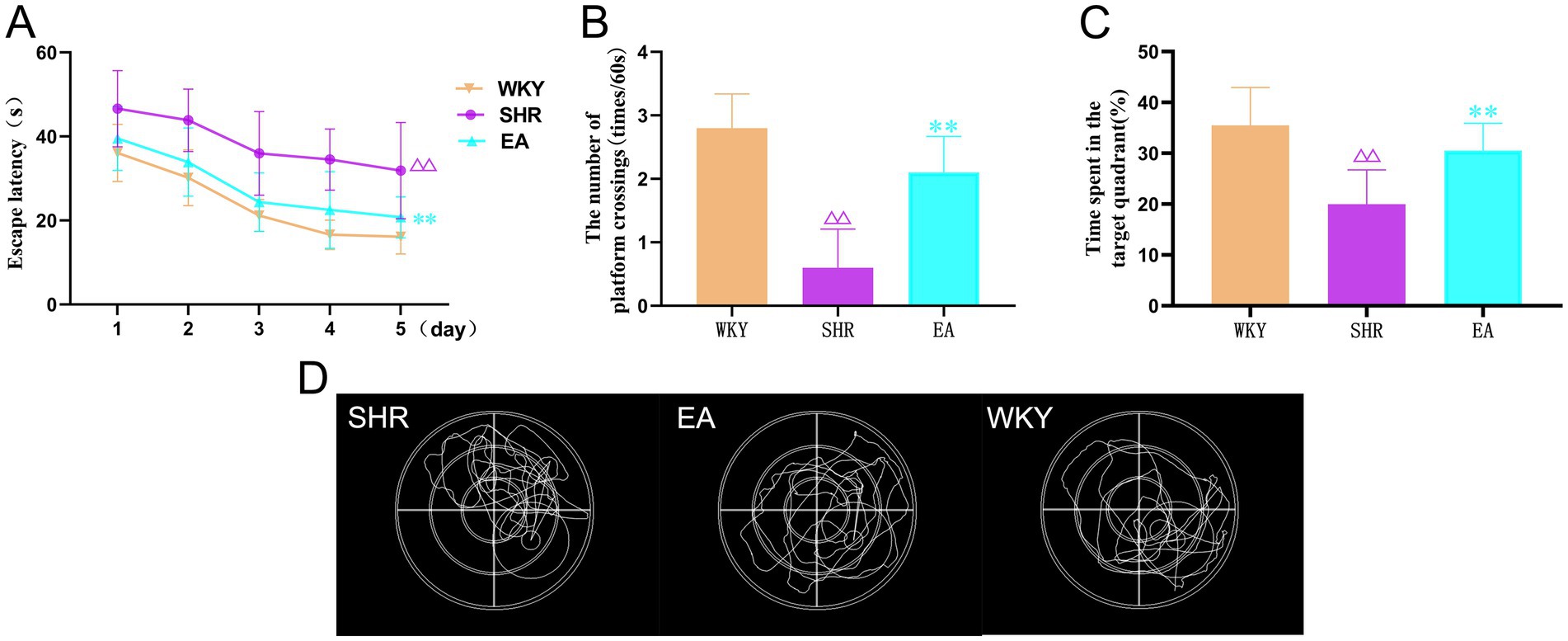 Four-panel figure displaying data on WKY, SHR, and EA groups. Panel A: Line graph showing escape latency over five days, indicating EA group improved more than WKY and SHR. Panel B: Bar chart of platform crossings, showing WKY highest, followed by EA and SHR. Panel C: Bar chart of time spent in the target quadrant, with EA showing significant improvement. Panel D: Swim path diagrams for each group, illustrating differences in search patterns.