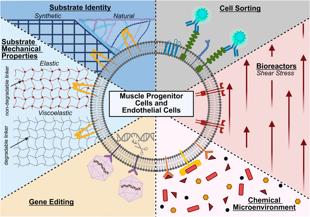Diagram illustrating muscle progenitor and endothelial cells, divided into segments: substrate identity (synthetic and natural), substrate mechanical properties (elastic and viscoelastic with degradable and non-degradable linkers), cell sorting, bioreactors (shear stress), gene editing, and chemical microenvironment. The central circle represents the cells surrounded by various scientific concepts and technologies.