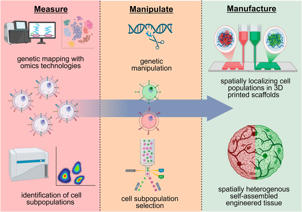 Flowchart illustrating the process from measurement to manufacturing in biotechnology. On the left,
