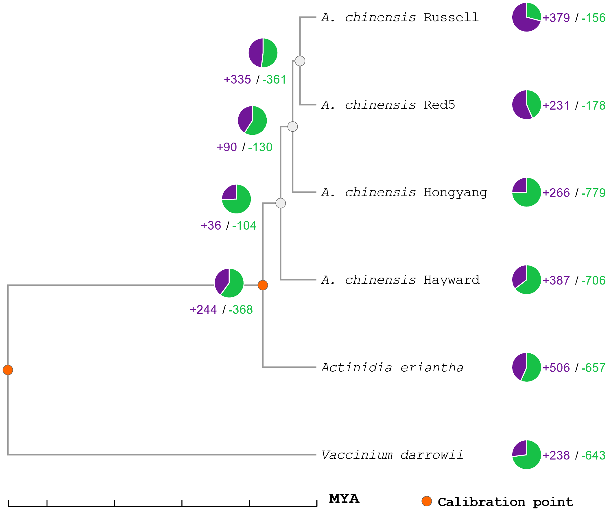 Phylogenetic tree showing relationships among different Actinidia chinensis cultivars and related species. Each branch has a pie chart indicating genetic variations, with green and purple segments. Calibration points are marked in orange. At the bottom, a timeline labeled “MYA” indicates evolutionary time.
