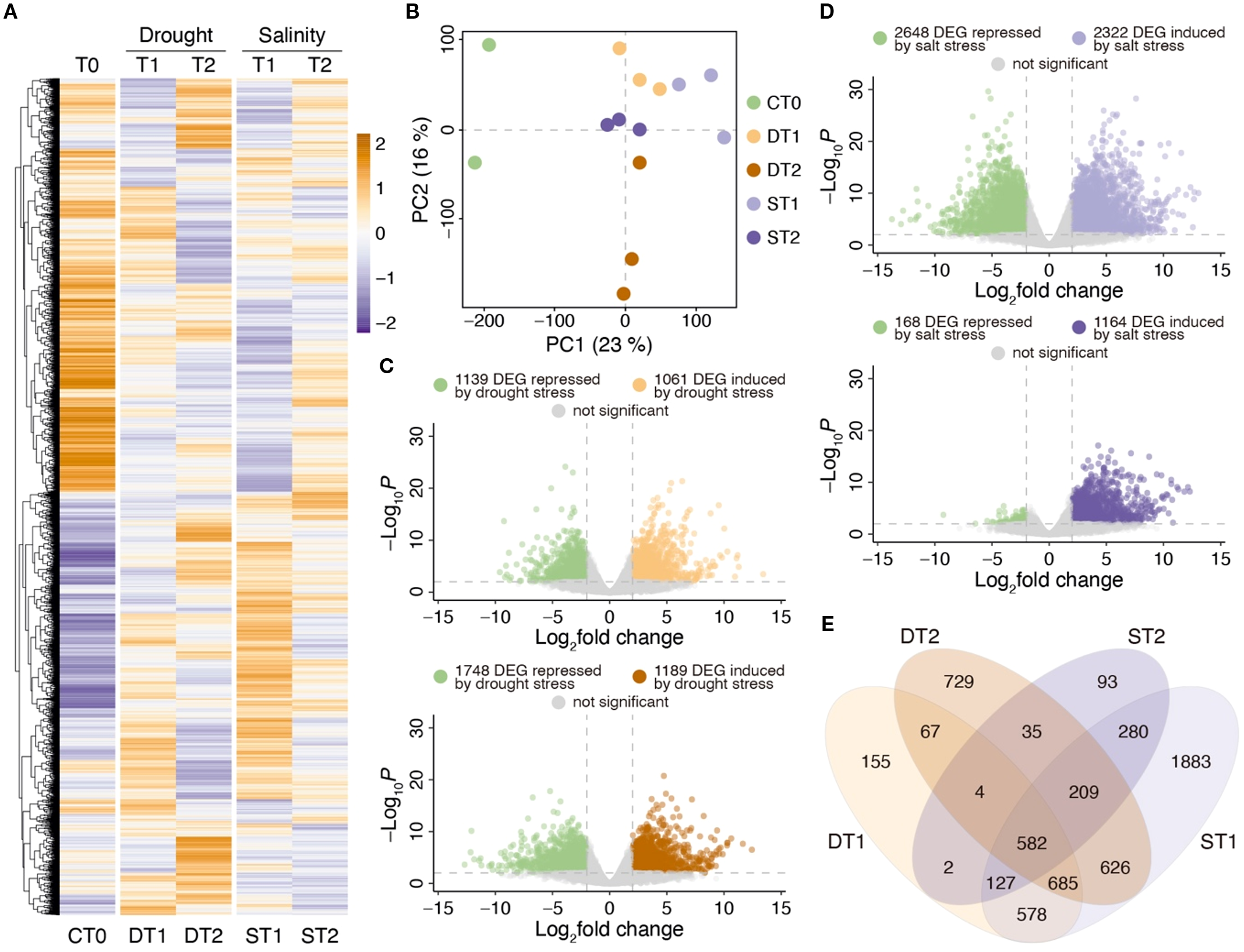 A series of data visualizations depict gene expression changes under drought and salinity conditions. Panel A is a heatmap showing expression levels across different conditions and time points. Panel B features a PCA plot with distinct clusters representing varied stress conditions. Panels C and D are volcano plots highlighting differentially expressed genes (DEGs) repressed or induced by drought and salt stress. Panel E presents a Venn diagram illustrating the overlap of DEGs between different stress conditions and time points. The data emphasizes significant gene expression changes due to environmental stresses.