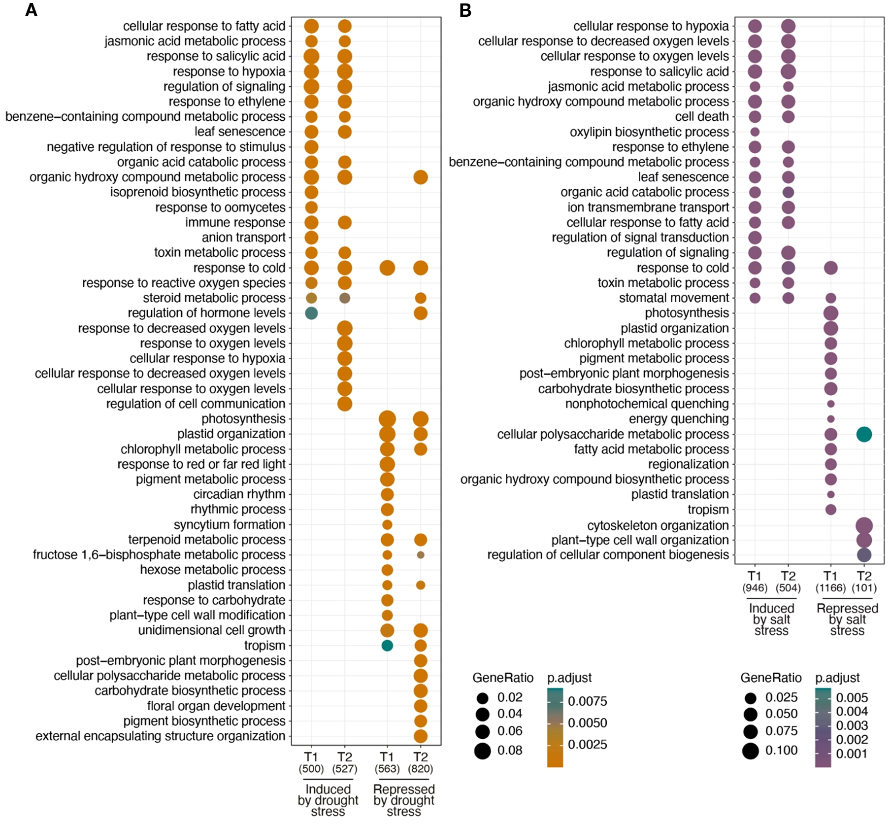 Dot plots comparing gene expression responses to stress. Panel A shows responses to drought stress with orange dots, differentiated by size for gene ratio and color for p-value. Panel B shows responses to salt stress with purple dots, similarly differentiated. Various biological processes are listed on the y-axes, with two time points (T1 and T2) on the x-axes for each stress type.