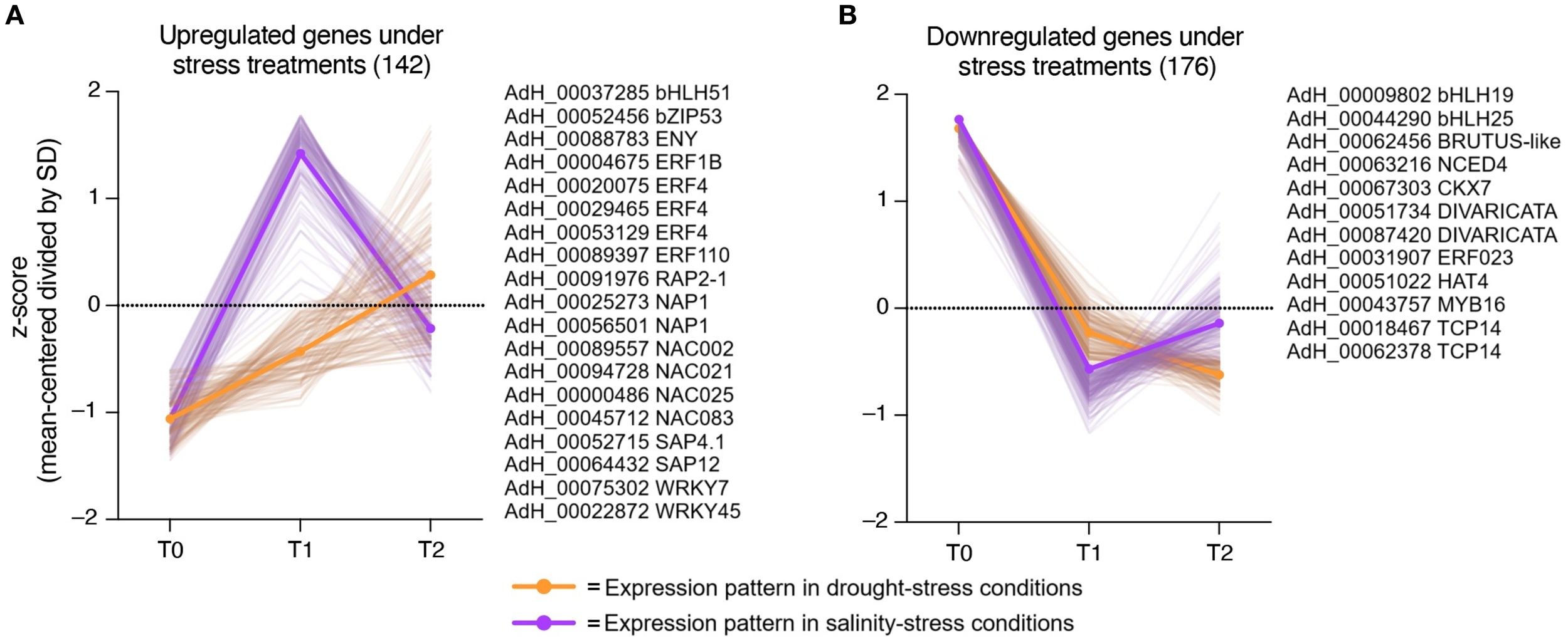 Graphs showing gene expression under stress treatments. Graph A displays 142 upregulated genes, while Graph B shows 176 downregulated genes. Orange lines indicate drought-stress conditions, and purple lines indicate salinity-stress conditions. The x-axis represents time points T0, T1, and T2, with the y-axis showing z-scores (mean-centered and divided by standard deviation). A list of gene identifiers accompanies each graph.