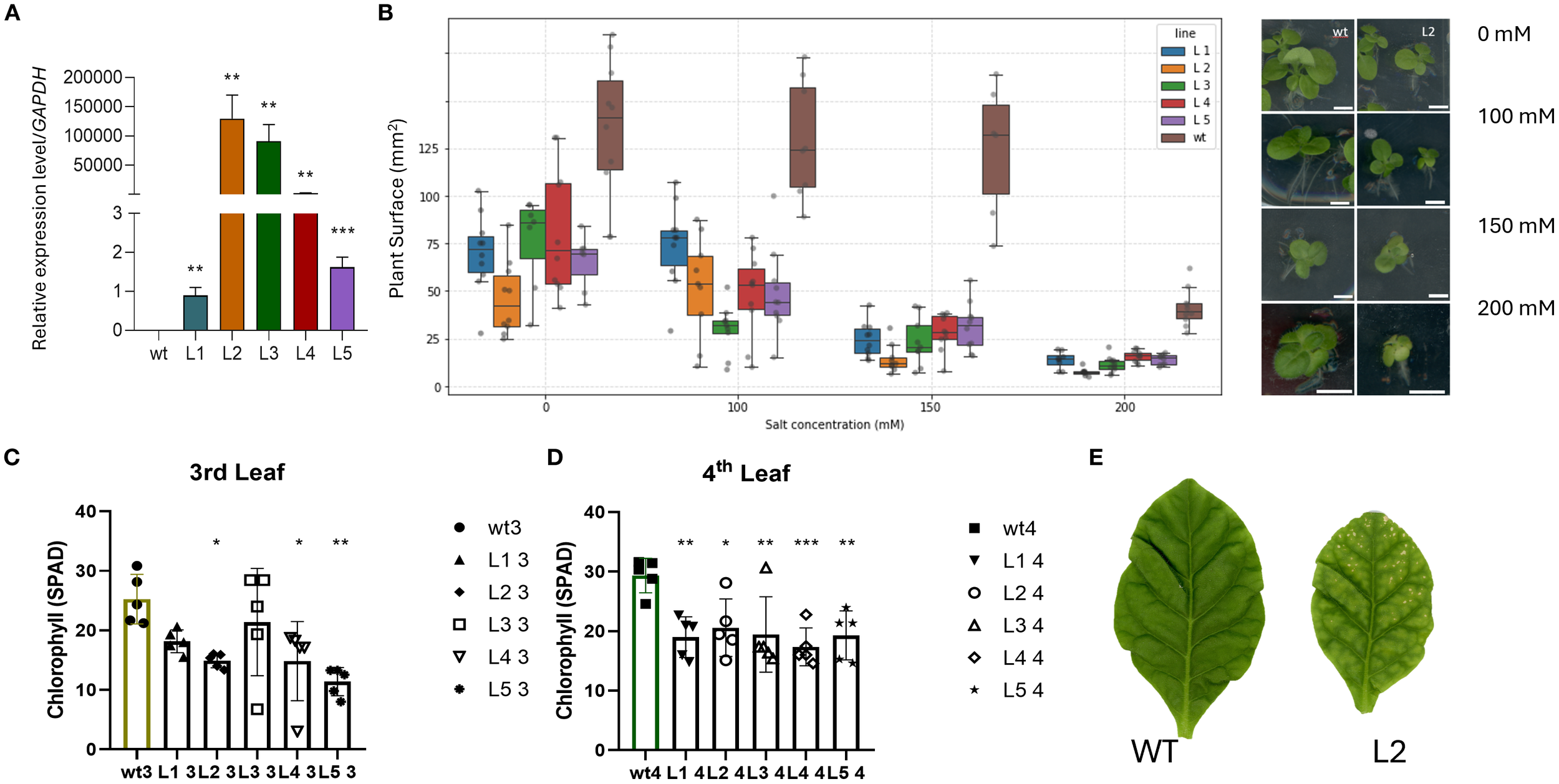The figure consist of multiple panels analyzing plant responses. Panel A shows a bargraph of relative expresion levels of 35S:AdhSAP4 relative to GAPDH across different lines with significant increases in L2, L3, and L4. Panel B presents box plots of plant surface area under varying salt concentrations, with a trend of decreasing size as concentration increases. Adjacent images display plant growth at these concentrations. Panels C and D are bar graphs of chlorophyll levels in the third and fourth leaves, highlighting differences among lines. Panel E compares the appearance of WT and L2 leaves, showing visual differences in texture and color.