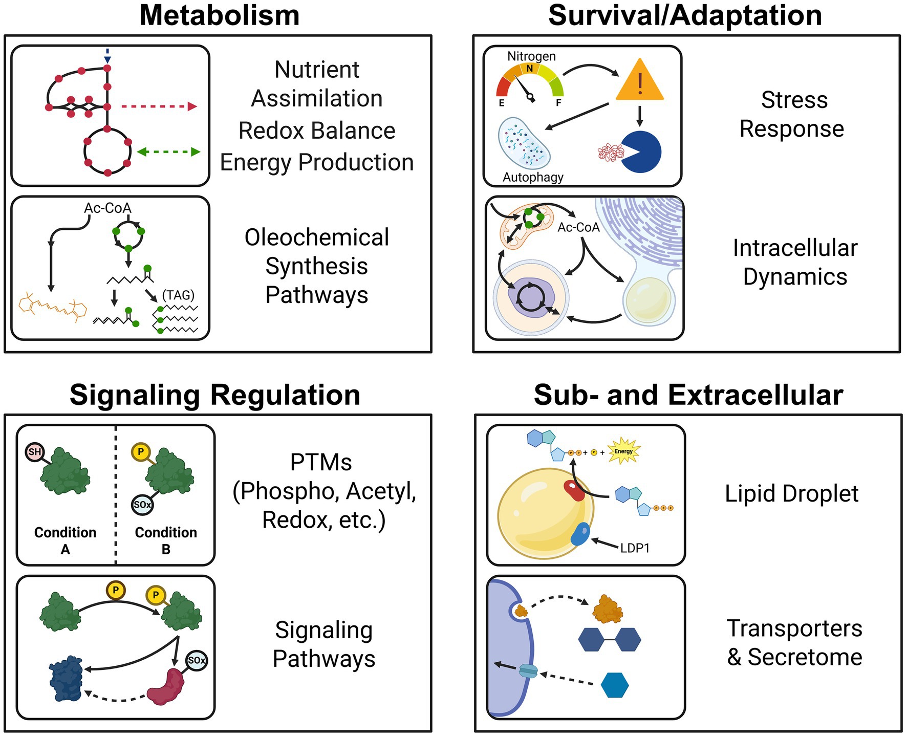 Illustration showing four general aspects of cellular processes that can be explored using proteomics: Metabolism, Survival/Adaptation, Signaling Regulation, and Sub-/Secretomics activities. Metabolism includes nutrient assimilation and oleochemical pathways. Survival/Adaptation involves stress response and intracellular dynamics. Signaling Regulation covers post-translational modifications and signaling pathways. Sub-/Secretomics focus on lipid droplets and transporters. Each area is represented by diagrams and brief descriptions.