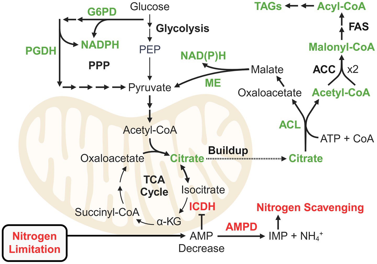 Diagram showing metabolic pathways related to nitrogen limitation and redirected carbon flux to lipid accumulation. Glucose undergoes glycolysis to form pyruvate, leading to Acetyl-CoA production. Arrows indicate reactions, with enzymes labeled such as G6PD, ME, ACC, and ICDH. The TCA cycle features intermediates like citrate and α-KG. Citrate buildup connects to lipid synthesis, involving TAGs and FAS pathways. Nitrogen limitation decreases AMP, influencing nitrogen scavenging to produce IMP and NH4+. Background shows a stylized mitochondrion.