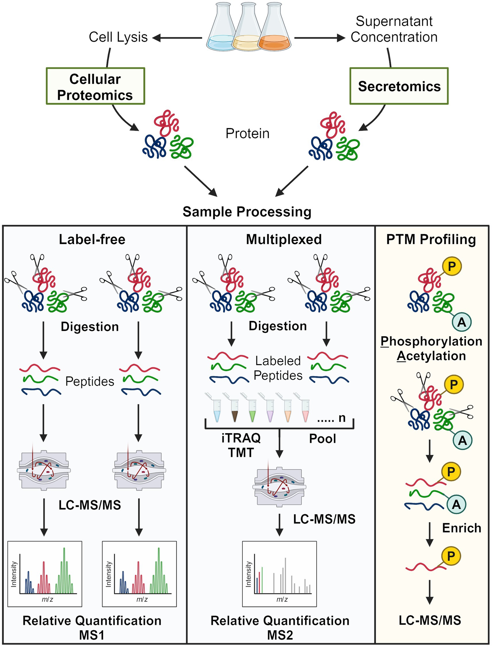 Flowchart illustrating proteomics workflow. Begins with cell lysis for cellular proteomics and supernatant concentration for secretomics, producing proteins. Sample processing includes three methods: Label-free, Multiplexed, and PTM Profiling. Label-free involves digestion, producing peptides analyzed by LC-MS/MS for MS1 quantification. Multiplexed uses labeled peptides with iTRAQ or TMT, pooled and analyzed by LC-MS/MS for MS2 quantification. PTM Profiling focuses on phosphorylation and acetylation, enriching modified proteins for LC-MS/MS analysis.