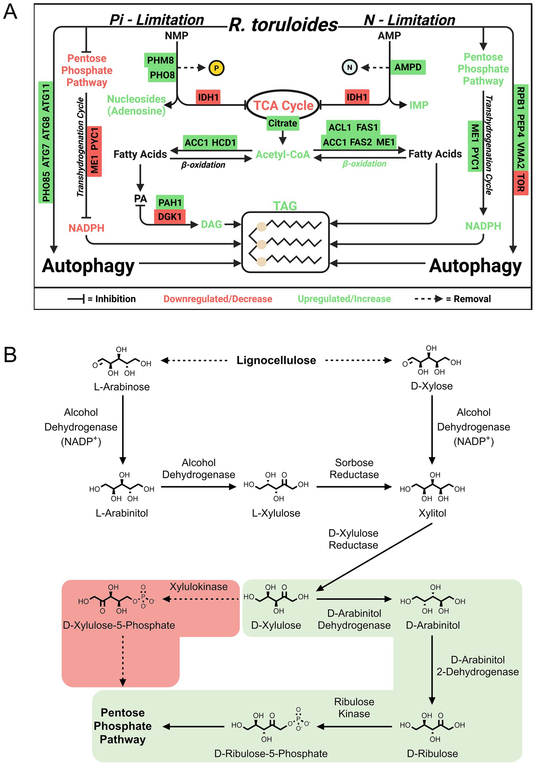 Diagram expemplifying proteomics discoveries in an oleaginous yeast. A: Metabolic processes in *R. toruloides* under Pi and N limitations. Key pathways include the TCA Cycle, autophagy, and fatty acid metabolism, with indications of upregulation and downregulation.B: Conversion of lignocellulose-derived sugars. L-arabinose and D-xylose undergo enzymatic transformations through alcohol dehydrogenase, sorbose reductase, and other enzymes, integrating into the pentose phosphate pathway.