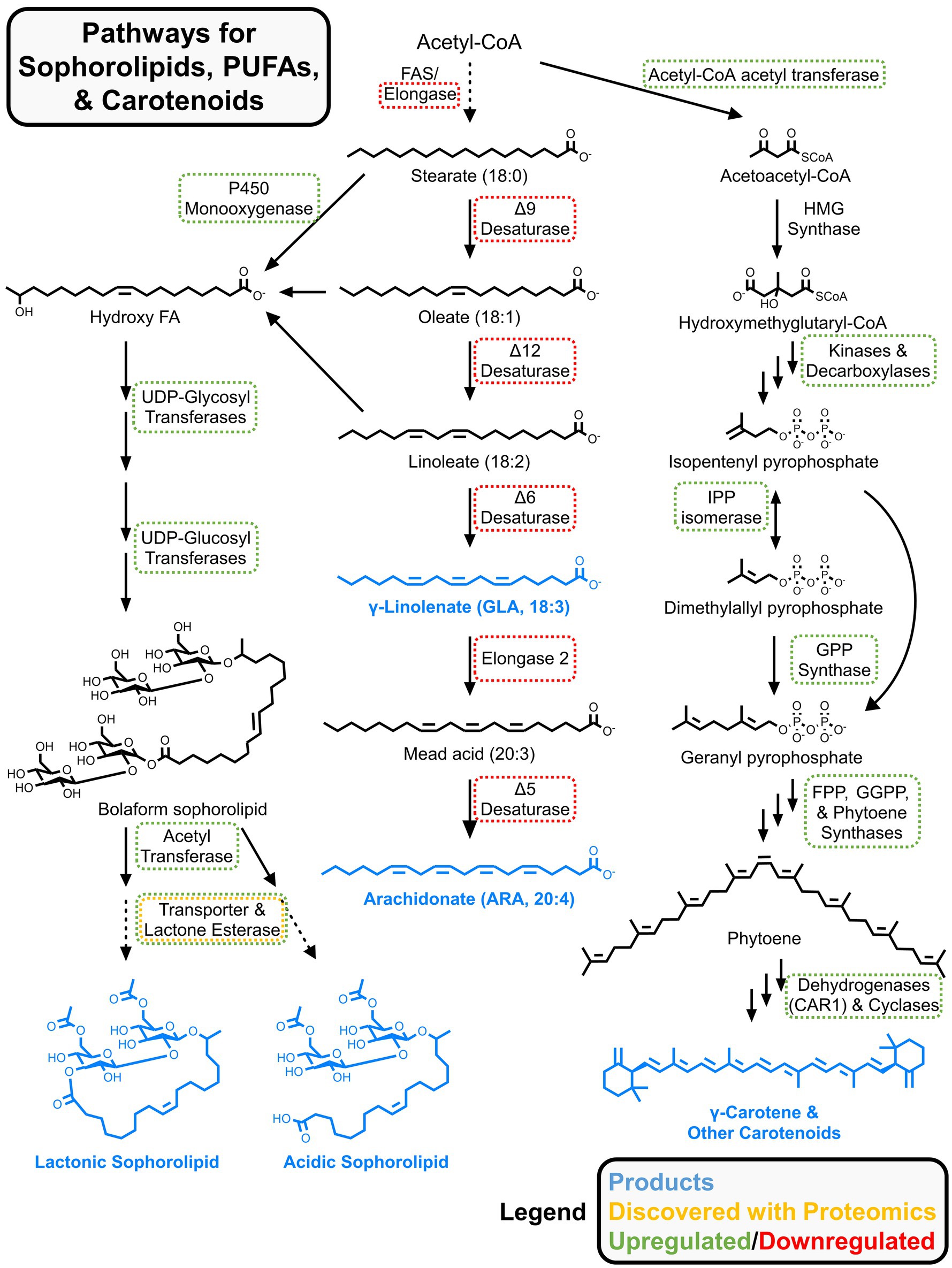 Pathway diagram illustrating the biosynthesis of sophorolipids, polyunsaturated fatty acids (PUFAs), and carotenoids. It starts with acetyl-CoA leading through various enzymes such as desaturases, transferases, and synthases to produce intermediates like stearate, oleate, linoleate, and more. The diagram includes sophorolipid structures and highlights metabolic regulation with different colored boxes indicating products, proteomics discoveries, and upregulation/downregulation.
