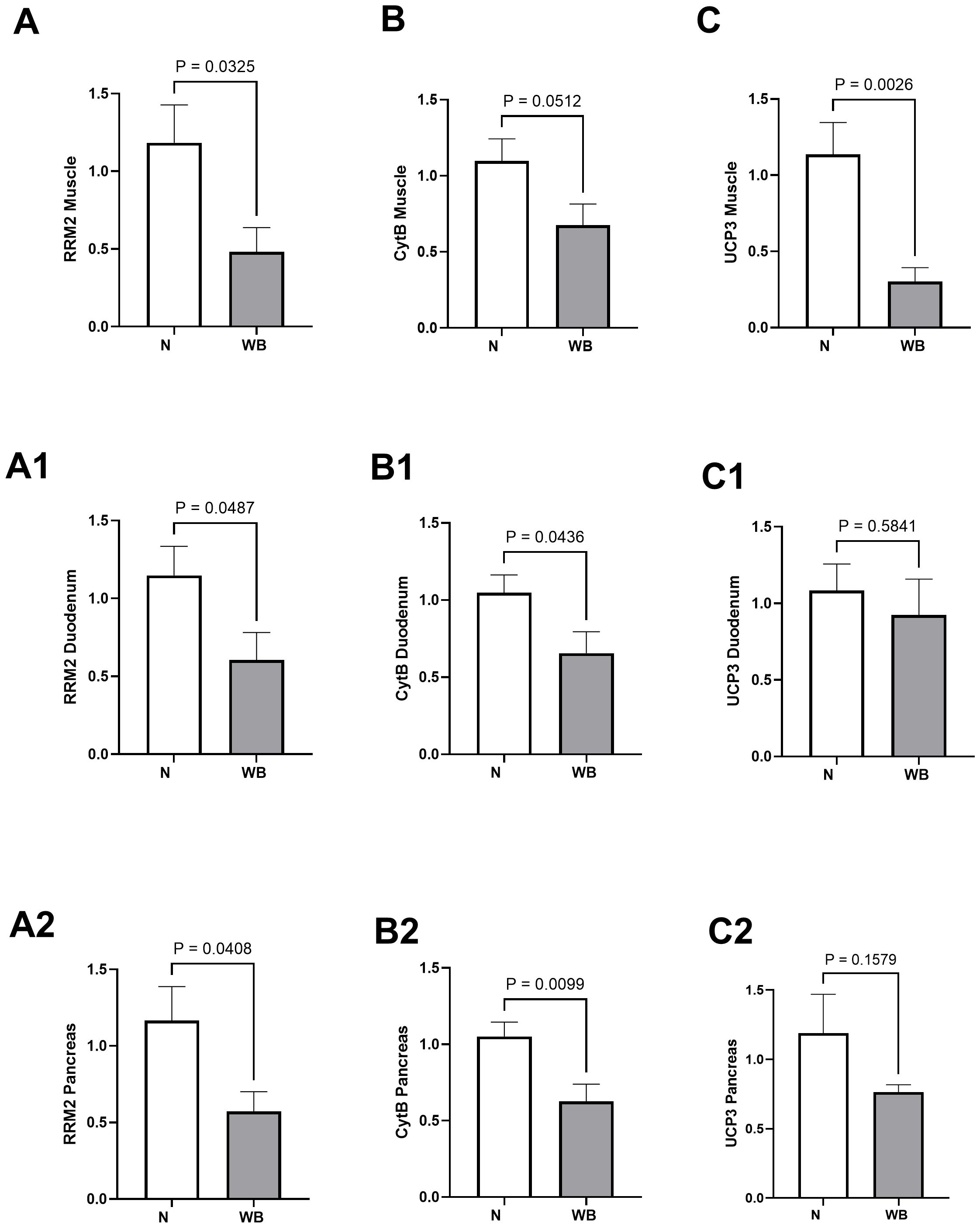 Bar charts labeled A, B, C, A1, B1, C1, A2, B2, and C2 compare expression levels of RRM2, CyB, and UCP3 in muscle, duodenum, and pancreas tissues in two groups: N (white bars) and WB (gray bars). The charts show p-values indicating statistical significance, with values ranging from 0.0099 to 0.5841.