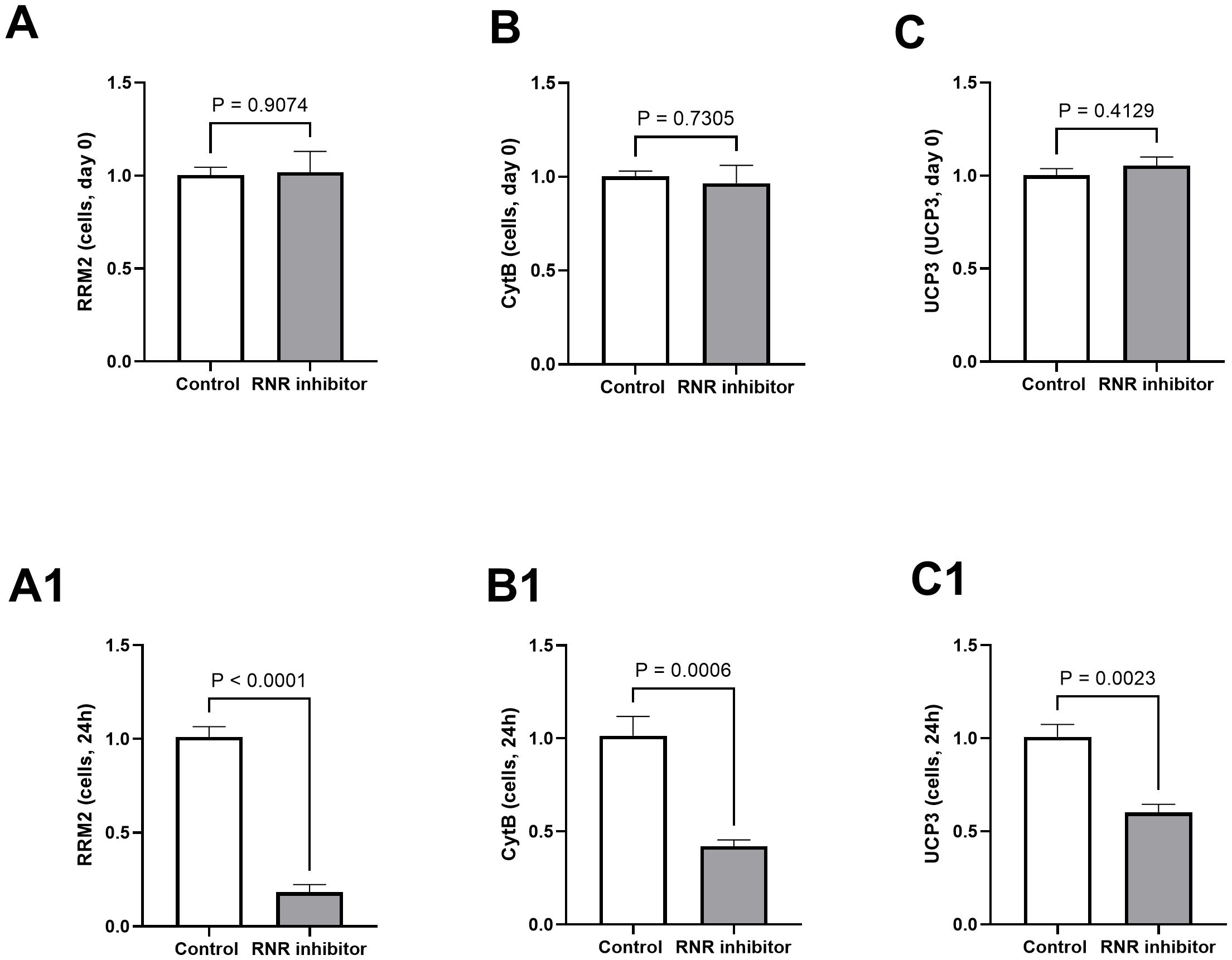 Bar graphs labeled A, B, C, A1, B1, and C1 compare the expression of RRM2, CyB, and UCP3 in cells treated with a control and an RNR inhibitor. Graphs A, B, and C show no significant difference at day zero. Graphs A1, B1, and C1 show significant decreases in RRM2, CyB, and UCP3 expression after 24 hours of RNR inhibitor treatment, with P-values less than 0.0001, 0.0006, and 0.0023, respectively.