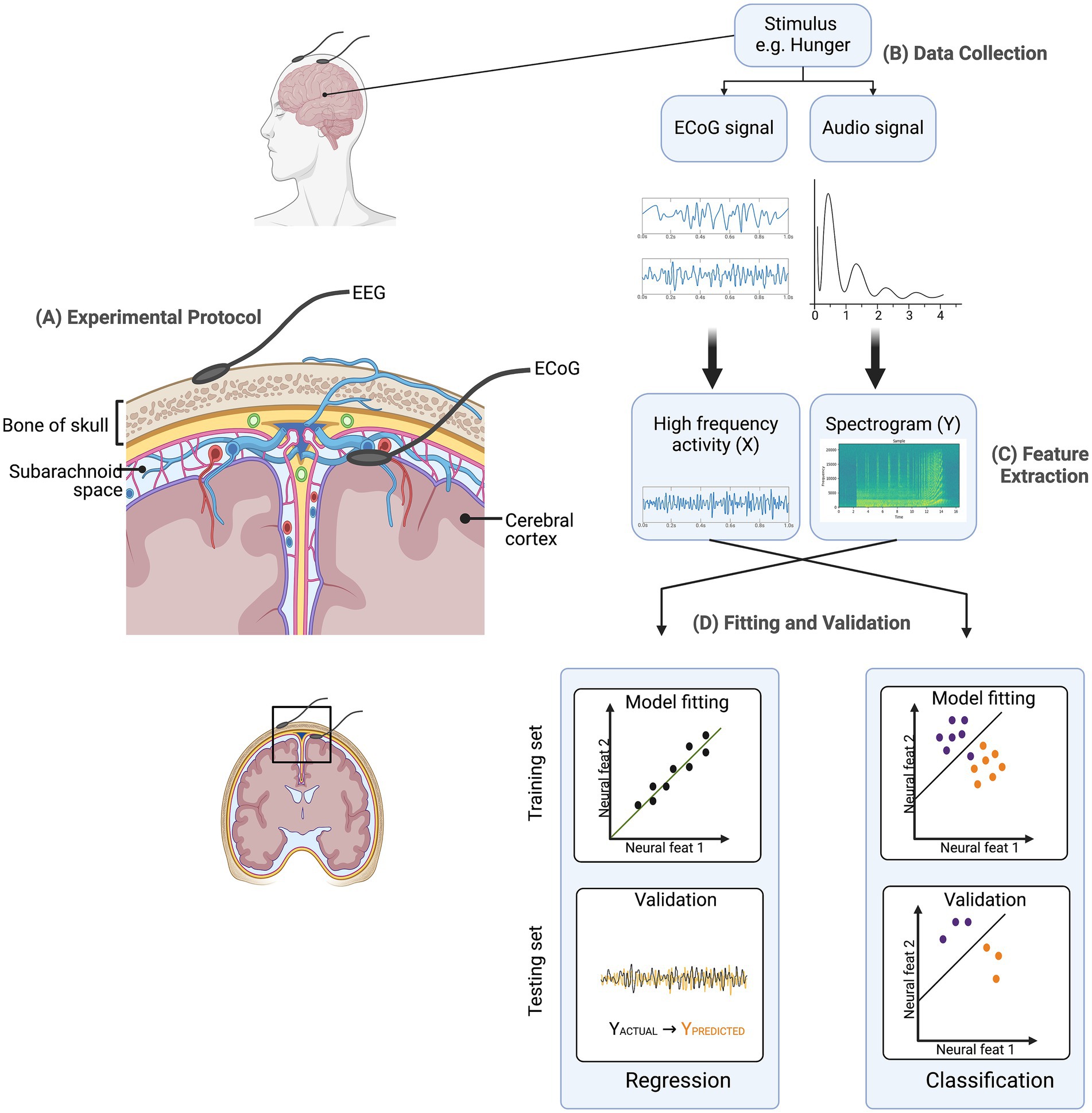Diagram of an experimental protocol for neuroimaging. It includes EEG and ECoG data collection from the cerebral cortex. The image shows feature extraction of high-frequency activity and spectrograms, followed by model fitting and validation for training and testing sets. The process concludes with regression and classification for analysis.