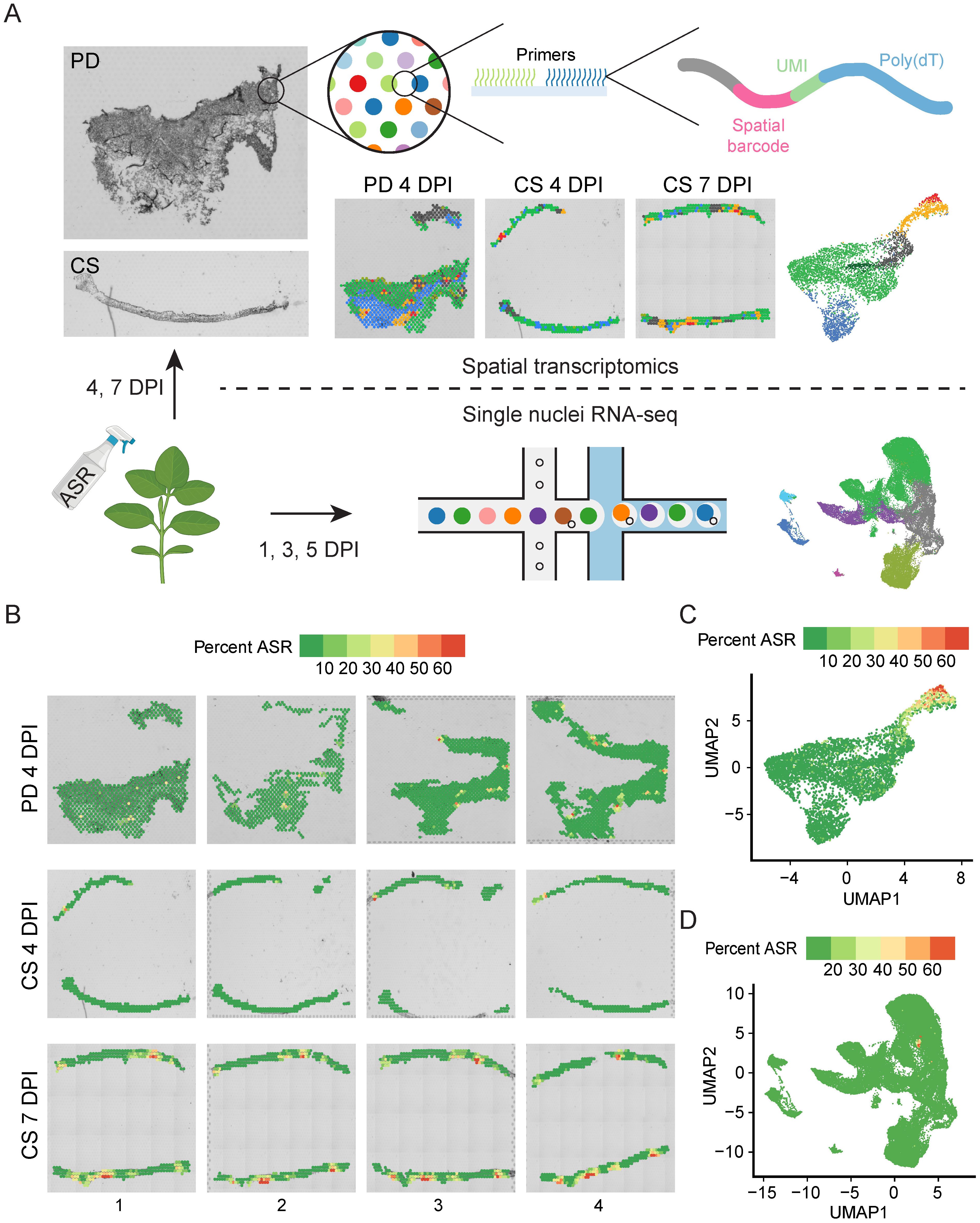 Diagram demonstrating spatial transcriptomics and single nuclei RNA sequencing in plant samples. Panel A illustrates the workflow, including plant treatment, sampling at different DPI (days post-inoculation), spatial barcode technology, and results visualization through UMAP plots. Panel B shows the distribution of infected regions at different DPI with a color key indicating percent ASR. Panels C and D present UMAP plots of gene expression with color indicating ASR percentages.