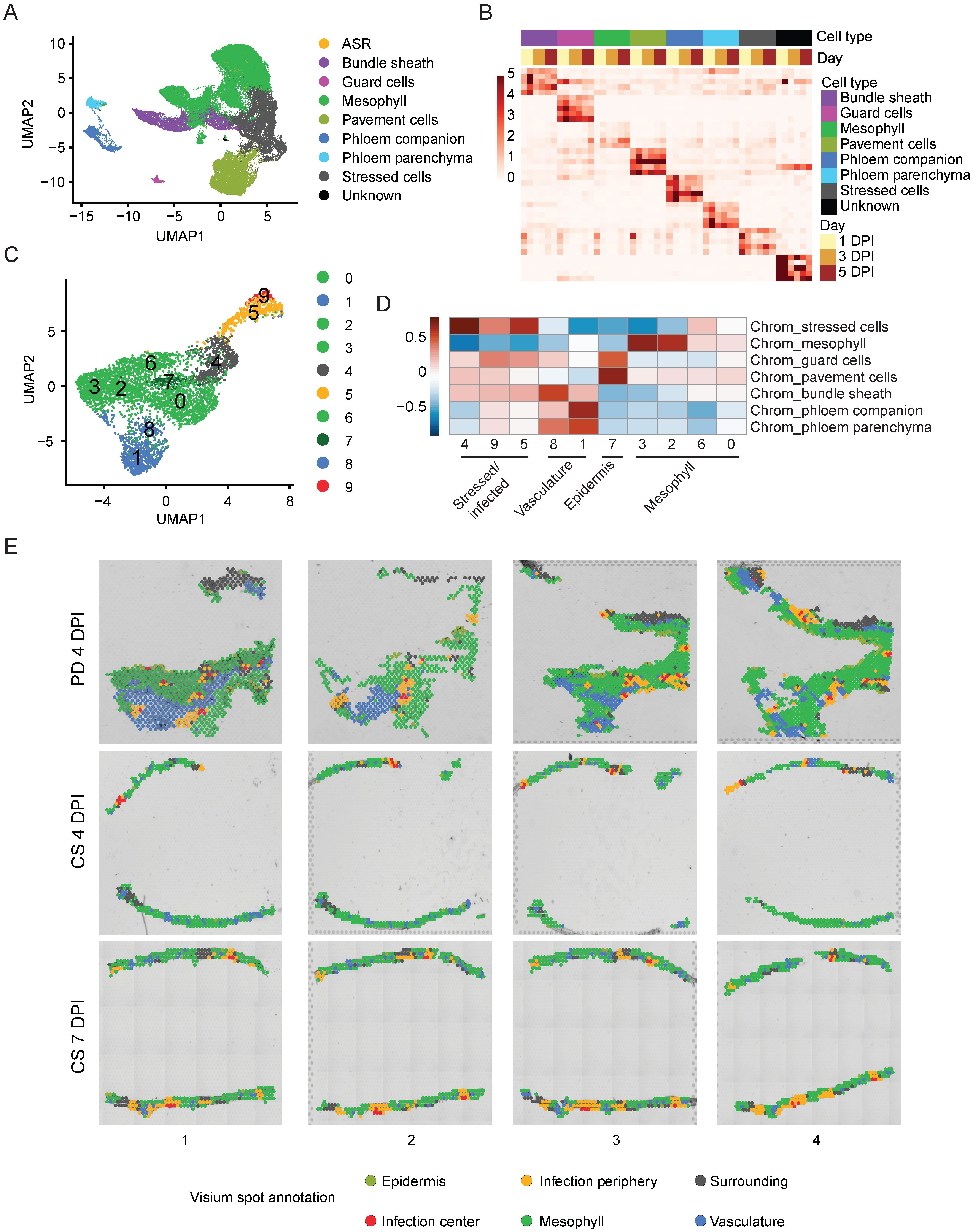 Composite image with five panels related to cell type expression and distribution. Panel A: UMAP plot displaying various cell types with a color legend. Panel B: Heatmap showing gene expression across different cell types and days. Panel C: UMAP plot highlighting clusters of different coding numbers. Panel D: Heatmap of chromatin accessibility data across cell types. Panel E: Spatial maps of tissue sections with annotations for infection and mesophyll areas. Color keys indicate specific cell types and regions.