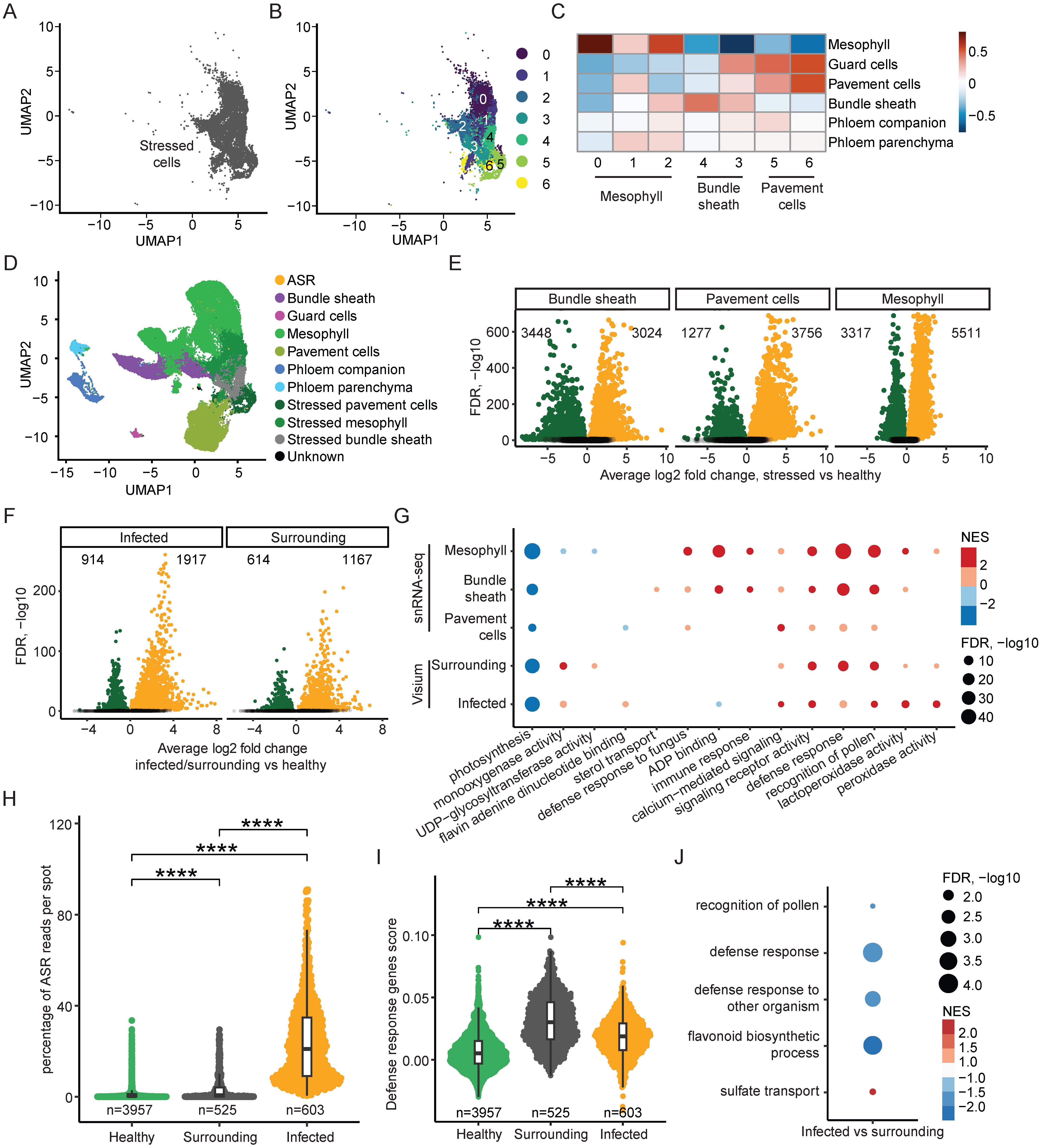 Scientific illustration with multiple panels showing data analyses: A-B: UMAP plots of cell populations, highlighting stressed cells and colored clusters. C: Heatmap indicating expression levels across different cell types, such as mesophyll and guard cells. D: UMAP plot with diverse cell types labeled, including bundle sheath and mesophyll. E-F: Volcano plots displaying log2 fold changes in gene expression between various groups, like stressed versus healthy. G: Dot plot showing enriched pathways with sizes indicating FDR significance. H-I: Violin plots comparing ASR reads and defense gene scores among healthy, surrounding, and infected samples. J: Dot plot detailing enriched terms in infected versus surrounding samples.
