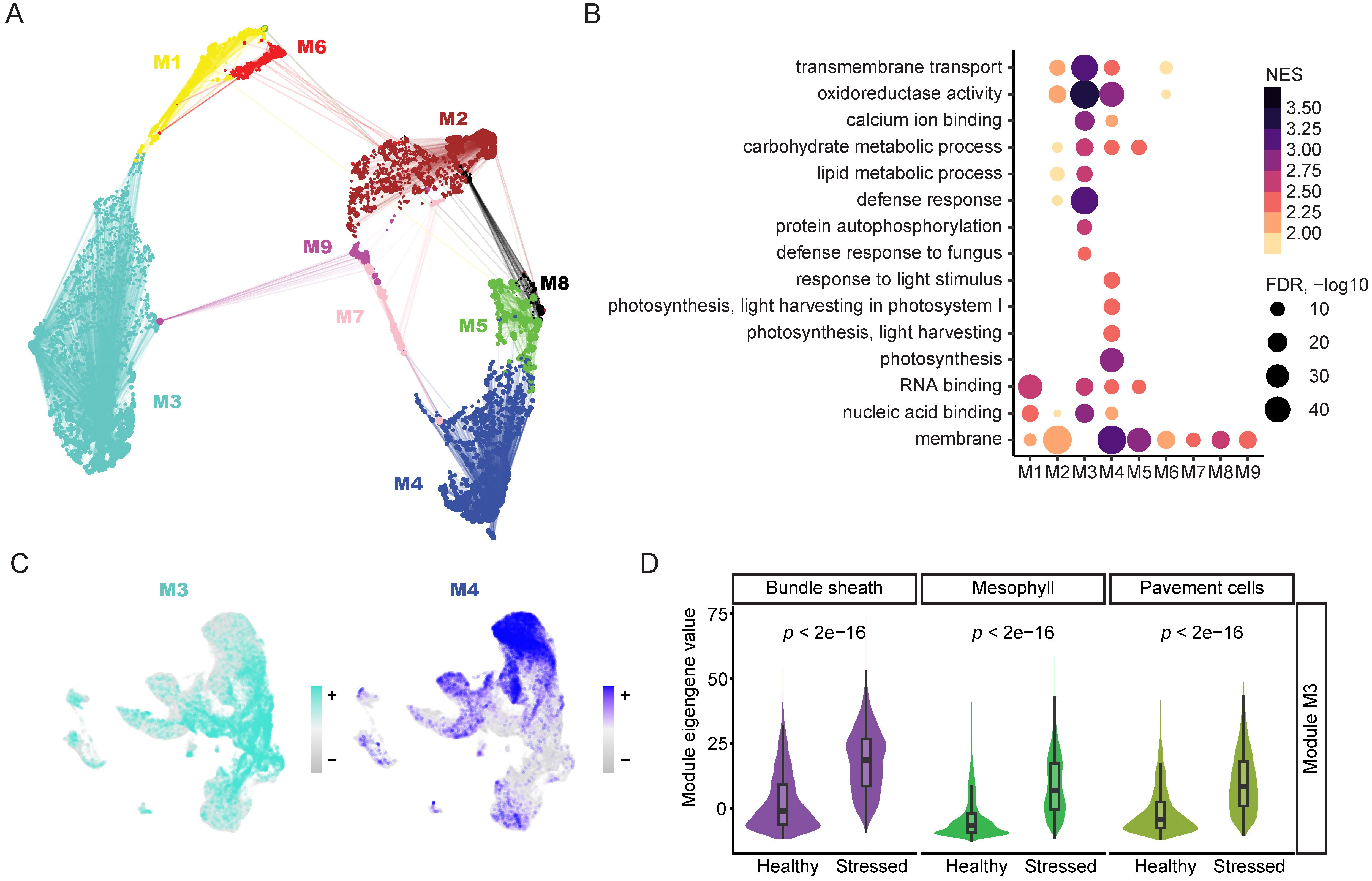 Panel A shows a network analysis with clusters labeled M1 to M9, each indicated by different colors. Panel B displays a dot plot illustrating functional enrichment with dot size and color representing FDR and NES values, respectively. Panel C visualizes M3 and M4 modules with color gradients. Panel D presents violin plots comparing module eigengene values in healthy and stressed conditions across bundle sheath, mesophyll, and pavement cells.