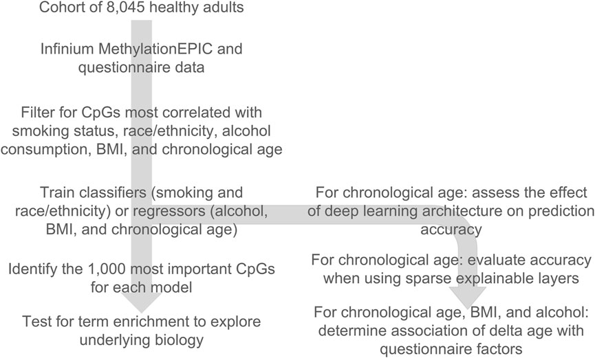Flowchart illustrating a study methodology for a cohort of 8,045 healthy adults. It involves Infinium MethylationEPIC and questionnaire data, filtering CpGs based on smoking, race/ethnicity, alcohol, BMI, and age. It outlines training classifiers or regressors and assessing deep learning impact. Identifying important CpGs, term enrichment testing, accuracy evaluation with explainable layers, and analyzing the association of delta age with questionnaire factors.