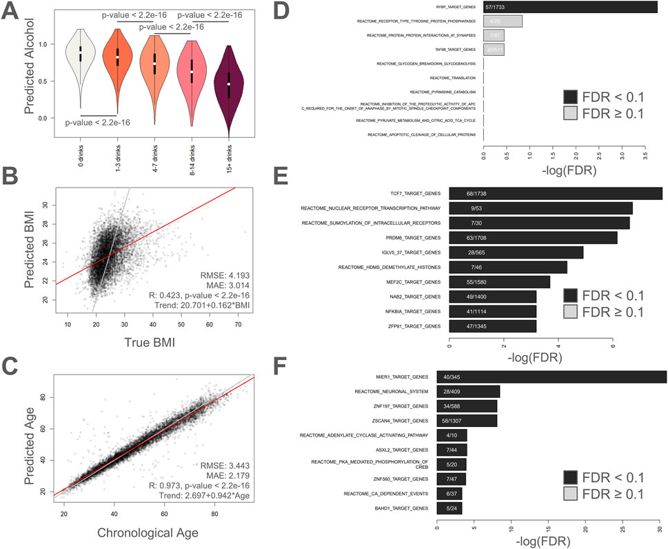 Figure A shows violin plots with predicted alcohol consumption for different alcohol consumption categories, all having p-values less than 2.2 times ten raised to the negative sixteen. Figure B depicts a scatter plot of predicted versus true BMI with a regression line, RMSE of 4.193, and MAE of 3.014. Figure C presents predicted versus chronological age with a regression line, RMSE of 3.443, and MAE of 2.179. Figures D, E, and F are bar charts showing Reactome pathways and transcription factor gene targets with bars indicating significance levels based on FDR values.