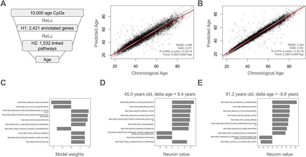 Diagram A illustrates a neural network with components: 10,000 age CpGs, annotated genes, and linked pathways processed by ReLU layers outputting age. Graph B shows predicted vs. chronological age correlation with high r-values and low RMSE and MAE. Bar charts C-E depict model weights and neuron values for pathways at specified ages and delta ages.