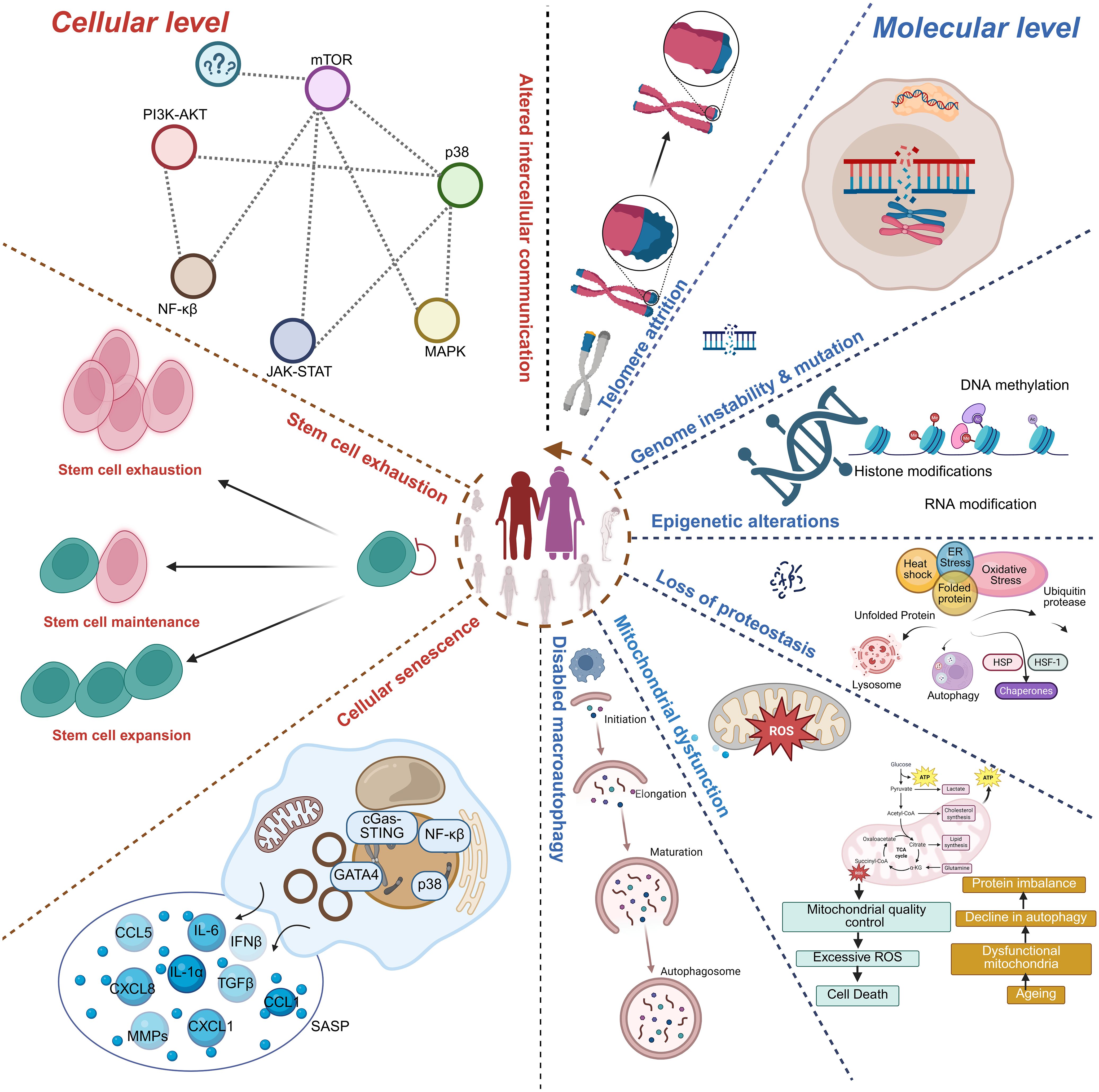 Diagram illustrating factors affecting aging at cellular and molecular levels. Cellular level includes intercellular communication, stem cell exhaustion, and cellular senescence, showing pathways like PI3K-AKT and MAPK. Molecular level features genome instability, epigenetic alterations, and proteostasis loss, highlighting DNA methylation and protein folding. Central silhouette represents human aging.