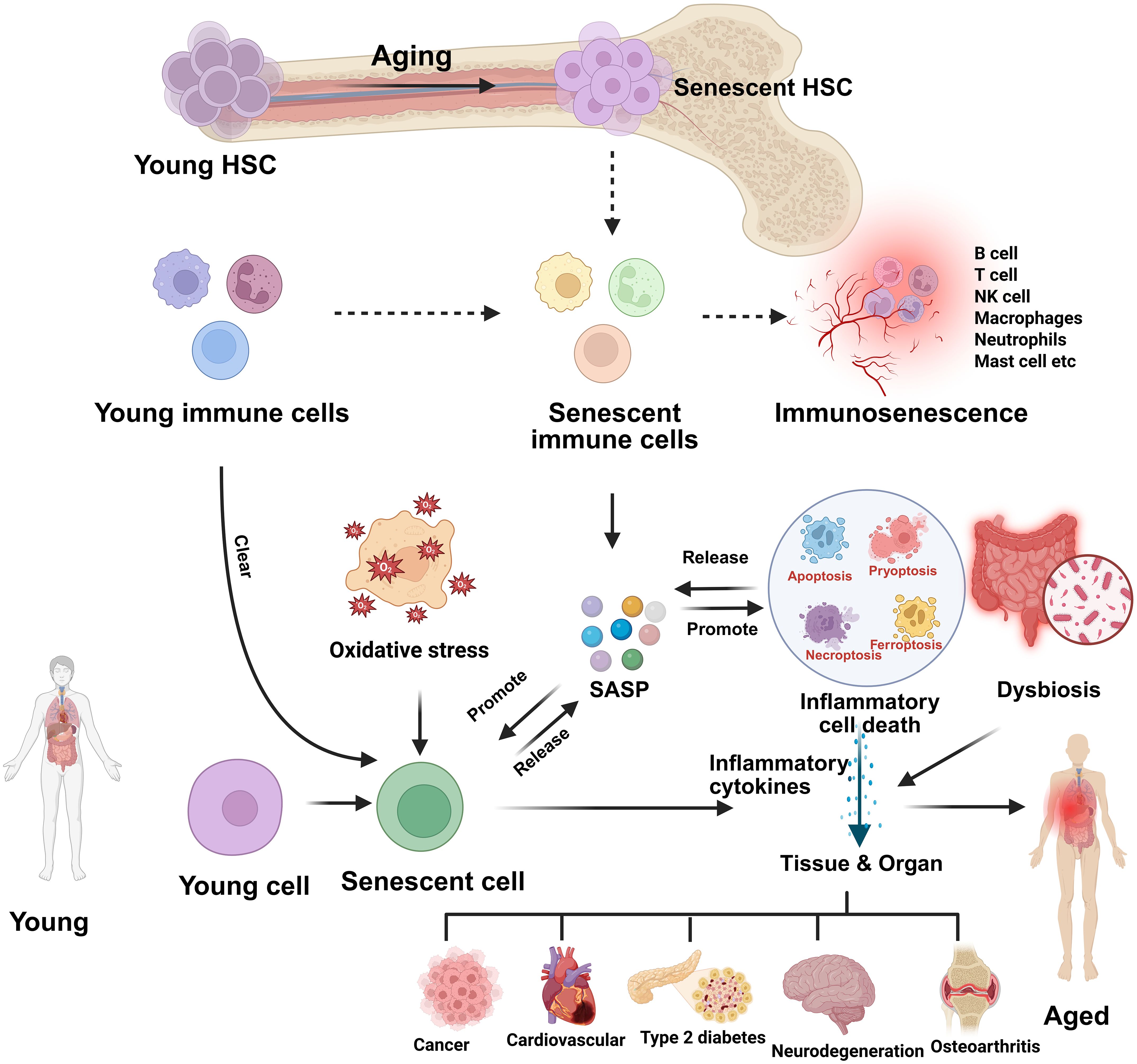 Diagram illustrating the process of aging in hematopoietic stem cells (HSC) leading to immunosenescence. Young HSCs become senescent, resulting in senescent immune cells and increased oxidative stress. Senescent immune cells release and promote SASP, leading to inflammatory cell death and the release of inflammatory cytokines. This process affects tissues and organs, causing conditions such as cancer, cardiovascular diseases, type 2 diabetes, neurodegeneration, and osteoarthritis. Dysbiosis is also linked in the process. The diagram shows transitions from young to aged human states.