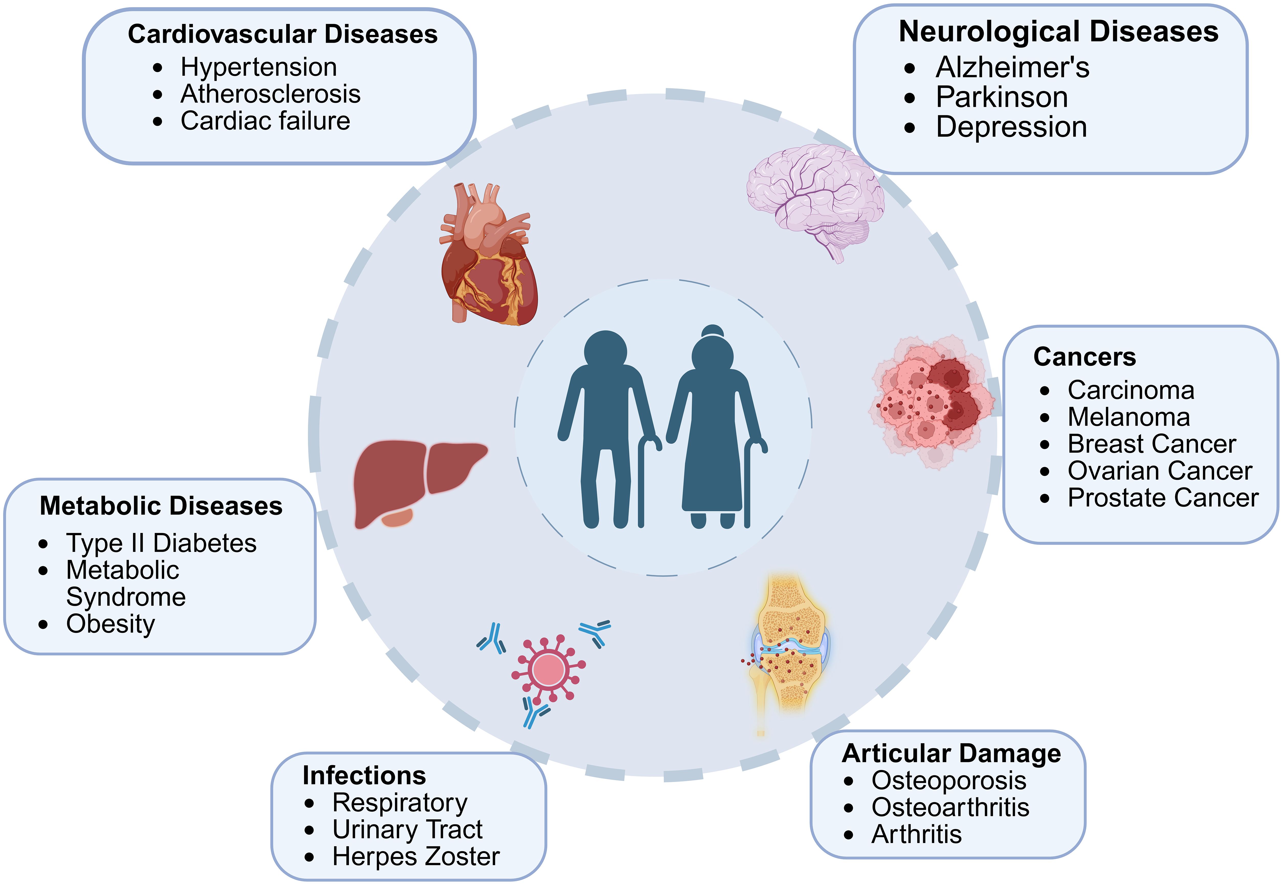 Diagram showing silhouettes of an elderly man and woman surrounded by icons and lists of diseases. Cardiovascular diseases include hypertension and cardiac failure. Neurological diseases include Alzheimer's and Parkinson's. Cancers listed are carcinoma and melanoma. Metabolic diseases include Type II diabetes. Infections involve respiratory and urinary tract issues. Articular damage includes osteoporosis and arthritis. Each disease category is depicted with relevant organ illustrations.