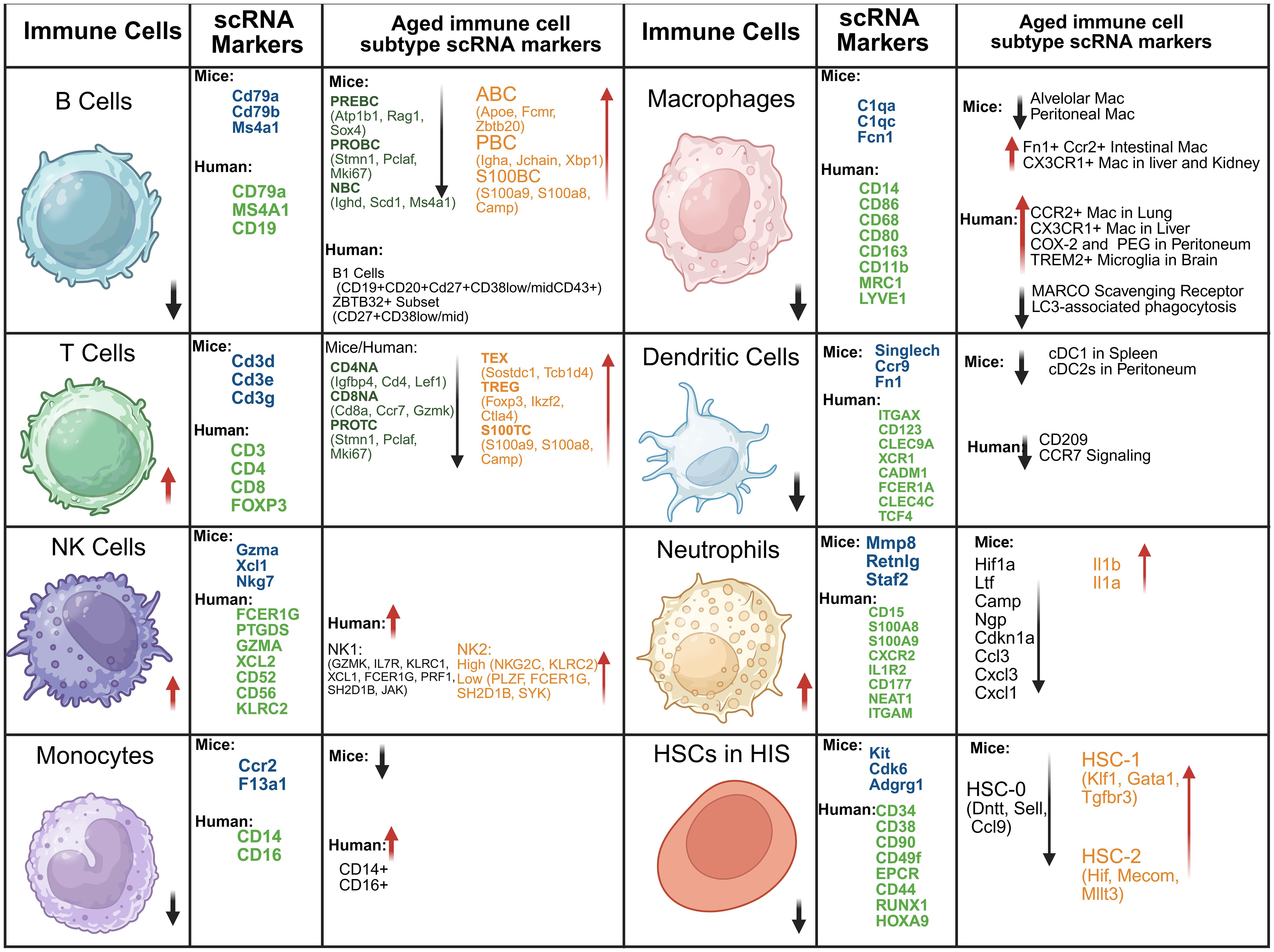 Chart detailing immune cell types, scRNA markers, and aged immune cell subtype markers for mice and humans. It includes B Cells, T Cells, NK Cells, Monocytes, Macrophages, Dendritic Cells, Neutrophils, and HSCs in HIS, highlighting marker differences and directional changes in expression levels, represented by arrows. Each cell type displays specific markers for mice and humans.