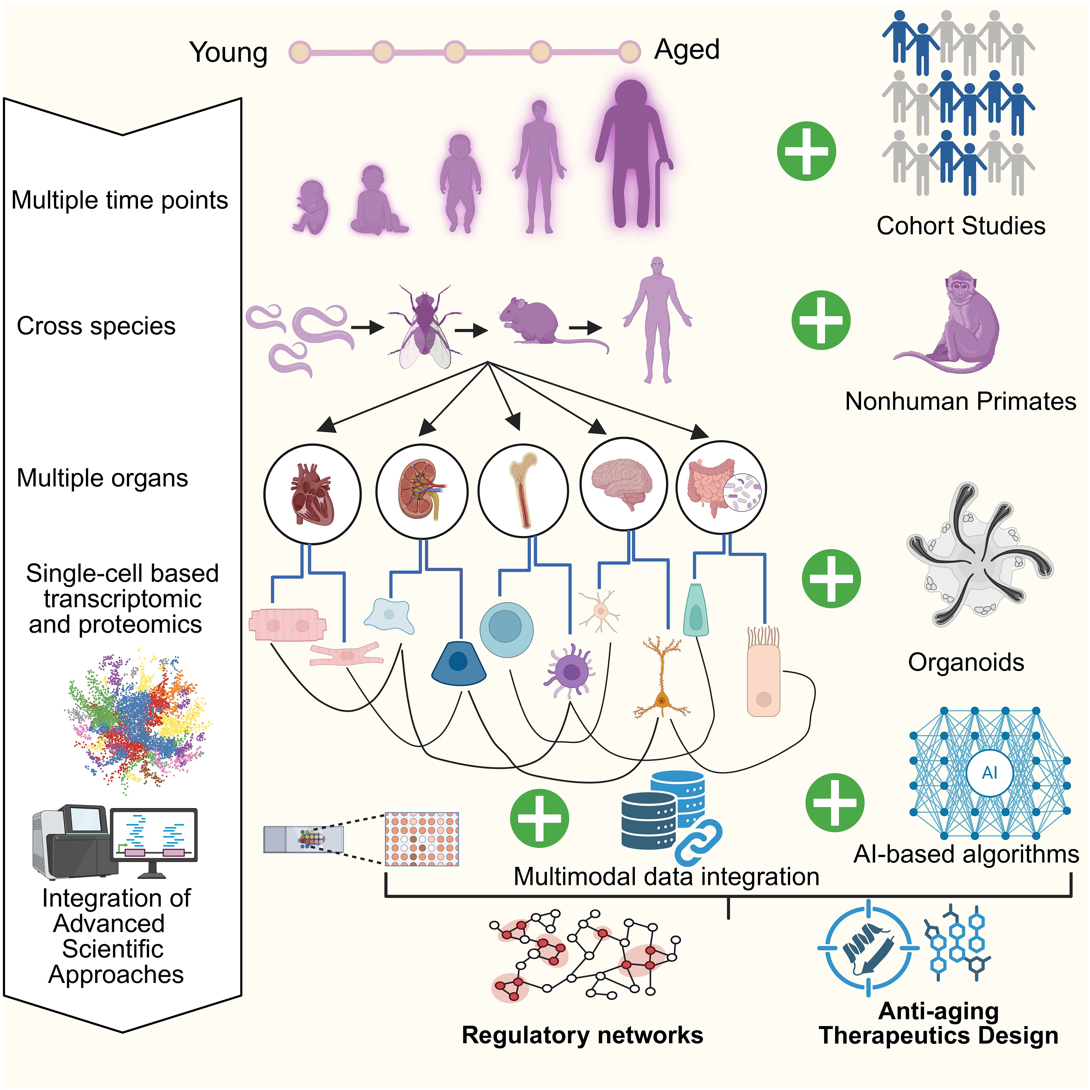 Illustration depicting a comprehensive approach to anti-aging research. It shows a progression from young to aged individuals, various species for cross-species studies, multiple organs and cells, and advanced techniques like single-cell transcriptomics. Includes cohort studies, nonhuman primates, organoids, and AI algorithms. Emphasizes multimodal data integration, regulatory networks, and the design of anti-aging therapeutics.