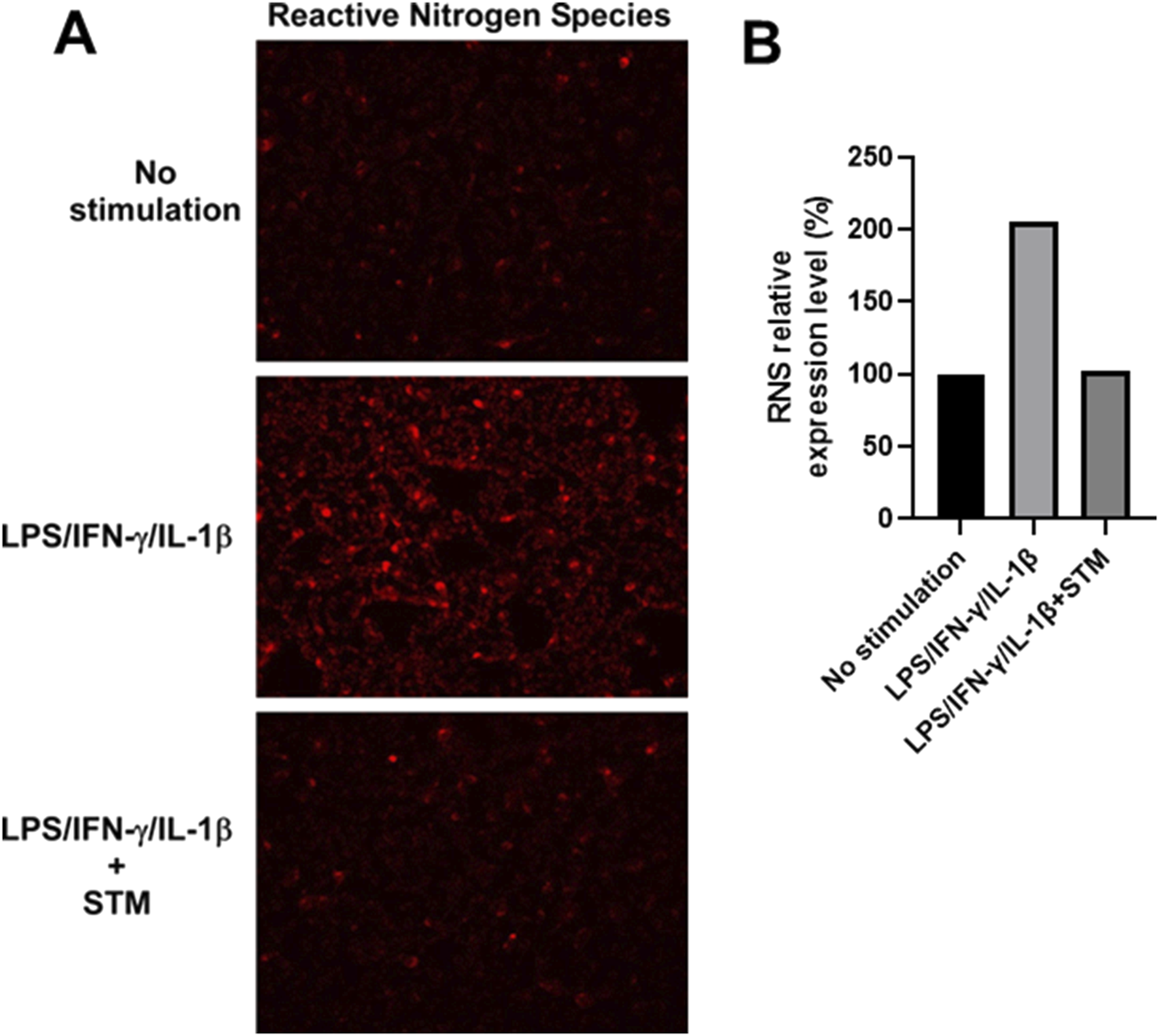Panel A shows three images demonstrating reactive nitrogen species under different conditions: "No stimulation," "LPS/IFN-γ/IL-1β," and "LPS/IFN-γ/IL-1β + STM," with increased red fluorescence indicating reactive nitrogen species. Panel B displays a bar graph of relative expression levels, showing a higher expression under the "LPS/IFN-γ/IL-1β" condition compared to "No stimulation" and the other condition.