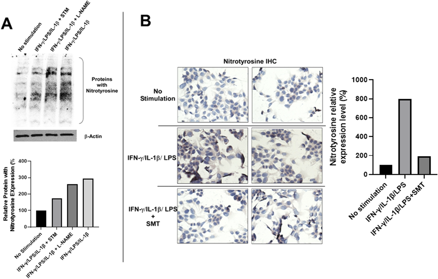 Panel A shows a Western blot with lanes labeled for various stimulations, highlighting proteins with nitrotyrosine. Below, a bar graph indicates relative nitrotyrosine protein expression, with increased levels observed under certain conditions. Panel B includes nitrotyrosine immunohistochemistry images for different stimulations, showing increased staining with IFN-γ/IL-1β/LPS. Adjacent bar graph displays nitrotyrosine expression levels, peaking with this stimulation and decreasing when SMT is added.