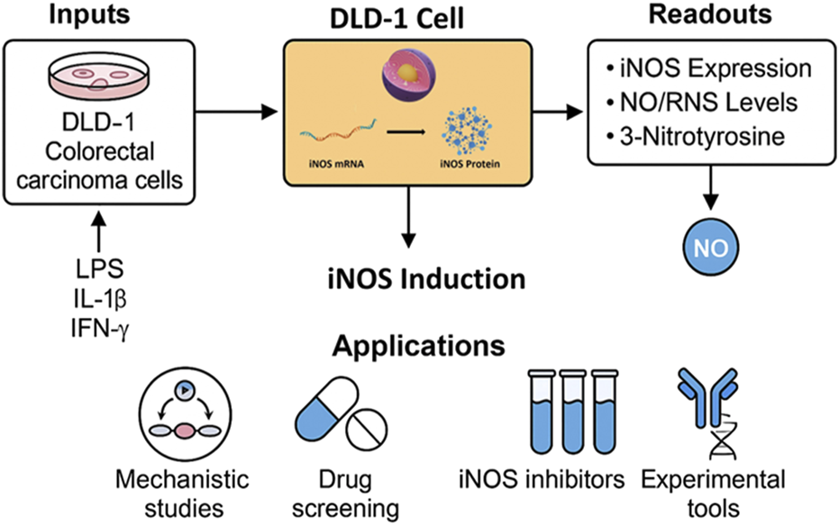 Flowchart showing the process of iNOS induction in DLD-1 colorectal carcinoma cells. The stimulators include LPS, IL-1β, and IFN-γ, leading to iNOS mRNA and protein production. Readouts are iNOS expression, NO/RNS levels, and 3-nitrotyrosine. Applications include mechanistic studies, drug screening, iNOS inhibitors, and experimental tools.