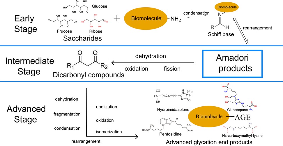 Flowchart illustrating the Maillard reaction stages. The early stage shows saccharides like fructose and glucose react with biomolecules to form a Schiff base via condensation. The intermediate stage involves dicarbonyl compounds forming Amadori products through processes like dehydration and oxidation. The advanced stage includes reactions like dehydration and fragmentation, leading to advanced glycation end products (AGEs) such as Glucosepane and Pentosidine.