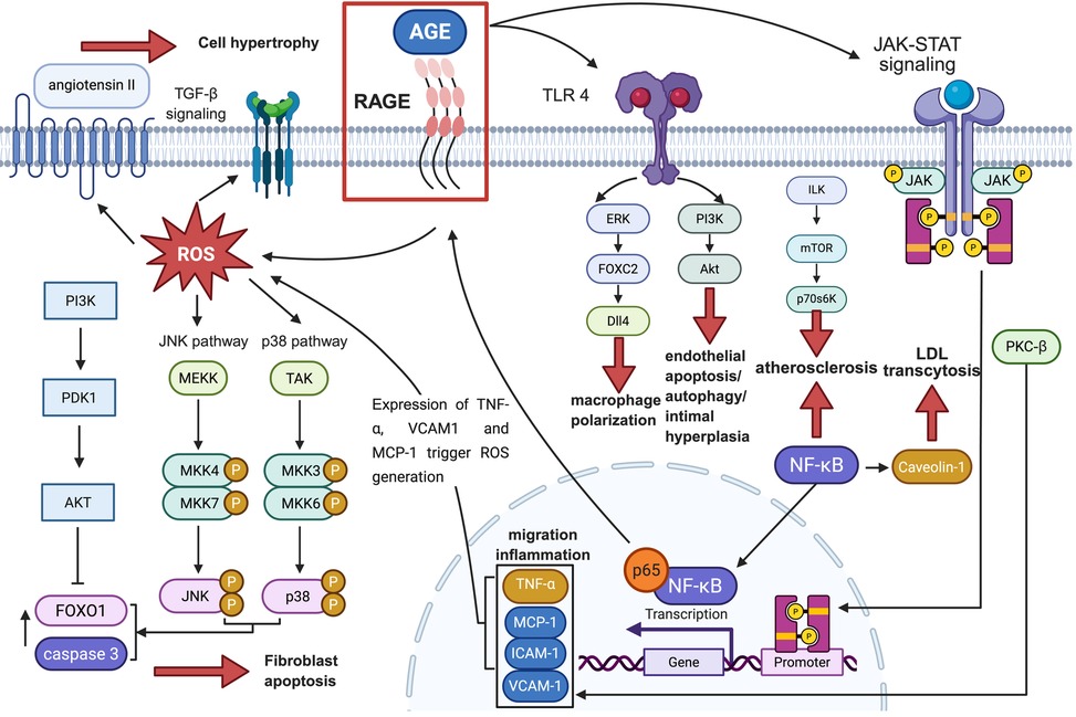 Illustration of complex cellular signaling pathways related to cell hypertrophy, apoptosis, and atherosclerosis. Key components include AGE-RAGE, ROS, JNK, and p38 pathways. Angiotensin II and TGF-beta signaling lead to ROS generation, influencing fibroblast apoptosis and endothelial cell changes. Various signaling molecules like ERK, PI3K, Akt, and NF-kB are involved, affecting processes such as macrophage polarization, autophagy, and LDL transcytosis. The diagram highlights interactions among TNF-α, VCAM1, MCP-1, and others, demonstrating their roles in inflammation and gene transcription.