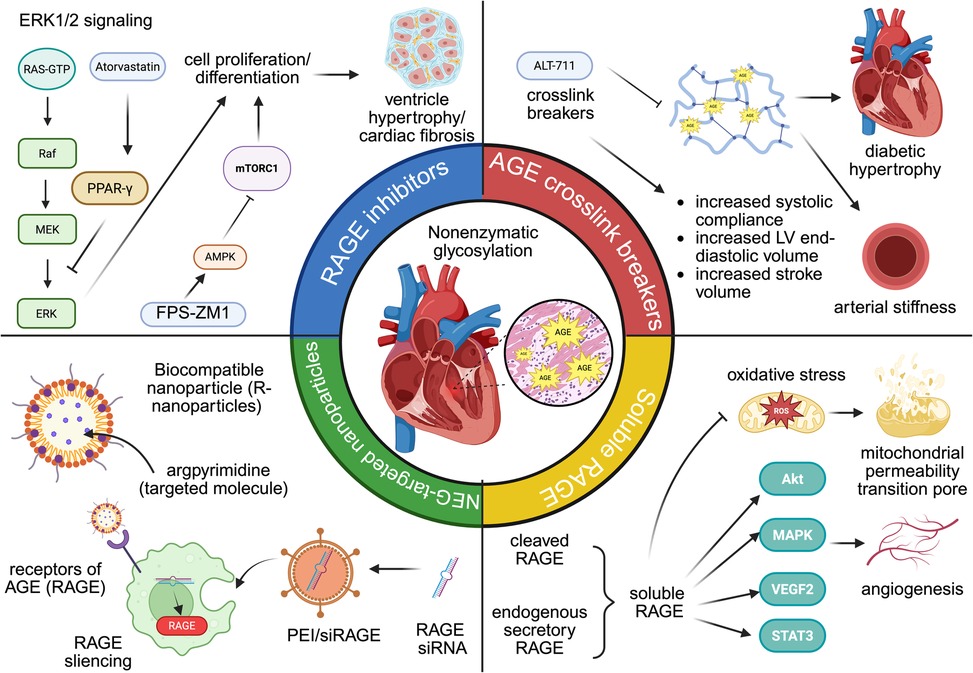 Diagram showing the relationship between ERK1/2 signaling, RAGE inhibitors, and AGE crosslink breakers in cardiac health. It includes pathways involving Ras-GTP, PPAR-gamma, and mTORC1, leading to cell proliferation and cardiac fibrosis. RAGE inhibitors and nanoparticles target nonenzymatic glycosylation. AGE crosslink breakers like ALT-711 affect diabetic hypertrophy, arterial stiffness, and systolic compliance. Soluble RAGE is linked to oxidative stress reducing mitochondrial damage. The overall focus is on therapeutic mechanisms to prevent cardiac issues.