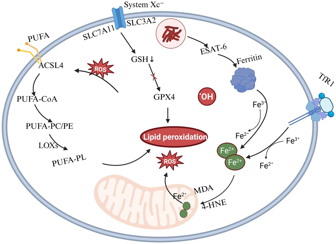 Diagram illustrating the process of lipid peroxidation in a cell. Key components include PUFA, ACSL4, and ROS. System Xc- and GPX4 are involved, with interactions between ESAT-6, ferritin, and iron ions (Fe²⁺, Fe³⁺). TfR1 is shown, with arrows indicating the flow and transformation of substances leading to lipid peroxidation, ROS increase, and resultant molecules like MDA and 4-HNE near the mitochondria.