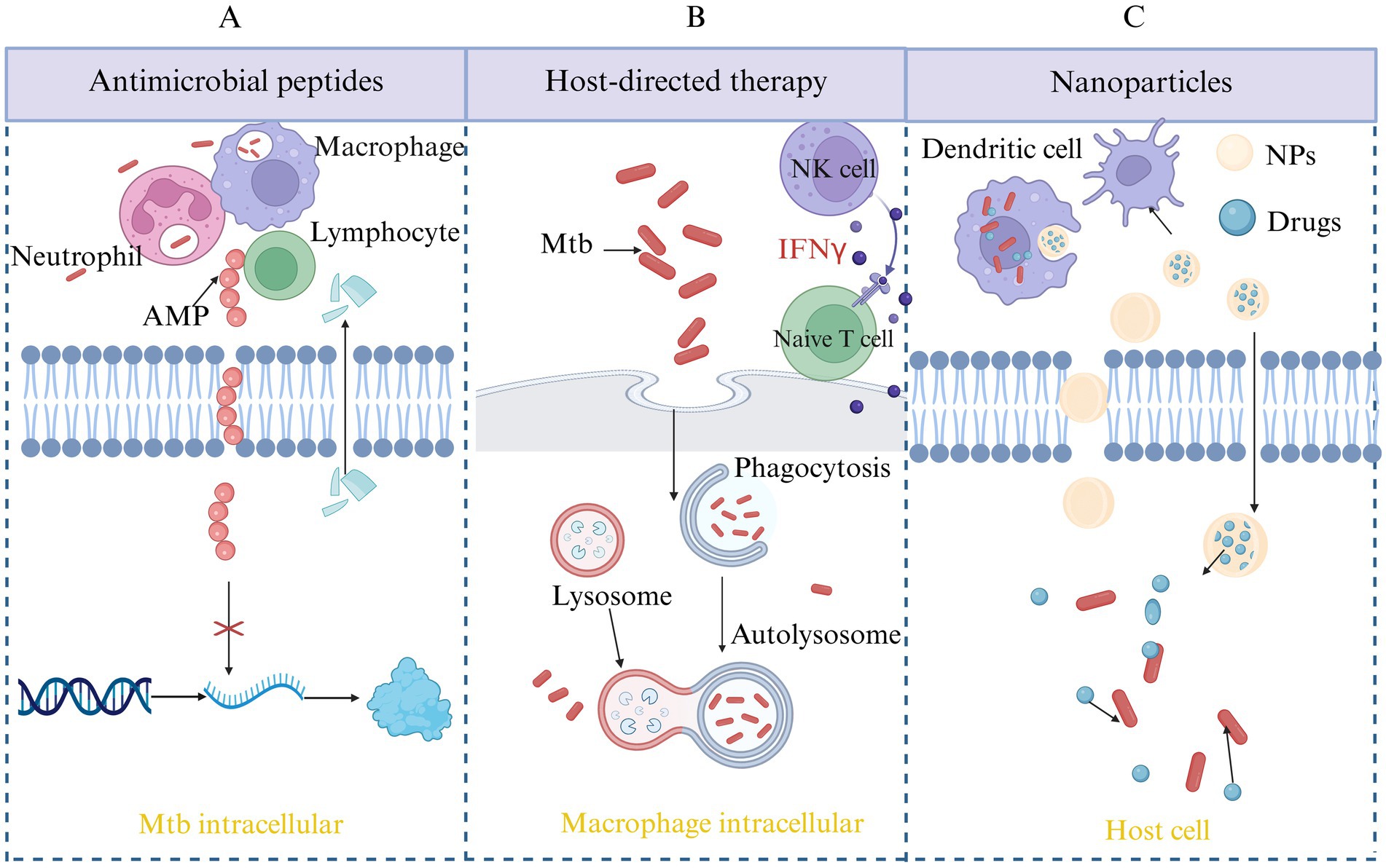 Illustration showing three therapeutic approaches against Mycobacterium tuberculosis (Mtb). Panel A: Antimicrobial peptides (AMP) interacting with neutrophils, macrophages, and lymphocytes to inhibit Mtb intracellularly. Panel B: Host-directed therapy involving NK cells, naïve T cells, and phagocytosis to target Mtb through lysosome and autolysosome formation. Panel C: Nanoparticles being used by dendritic cells to deliver drugs into host cells, targeting Mtb. Each panel outlines cellular mechanisms and interactions involved.