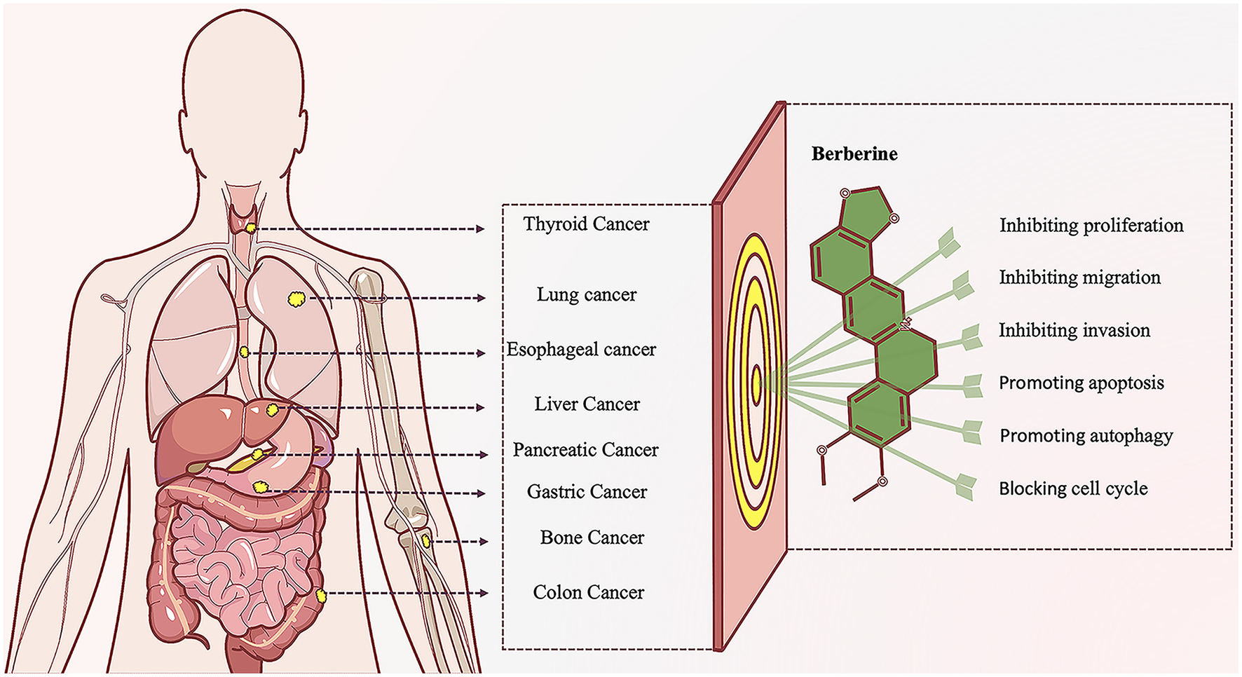 Diagram of a human body with labeled areas for various cancers, including thyroid, lung, esophageal, liver, pancreatic, gastric, bone, and colon cancer. An inset shows a molecule labeled ”berberine" connected to actions like inhibiting proliferation, migration, invasion, promoting apoptosis, autophagy, and blocking the cell cycle.